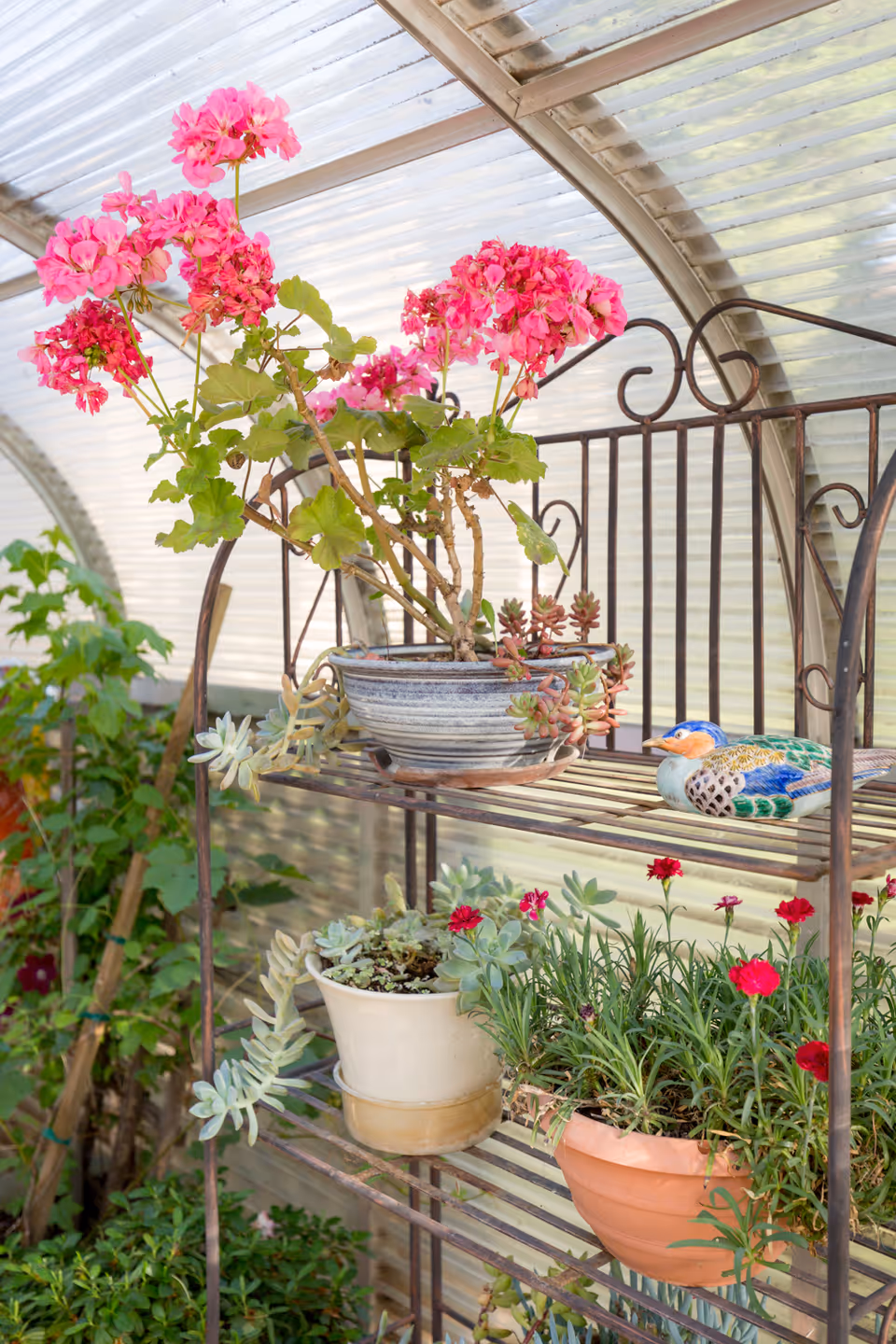 A metal shelf inside a greenhouse holding several potted plants, including pink and red flowers and succulents, with a decorative ceramic bird on the top shelf.
