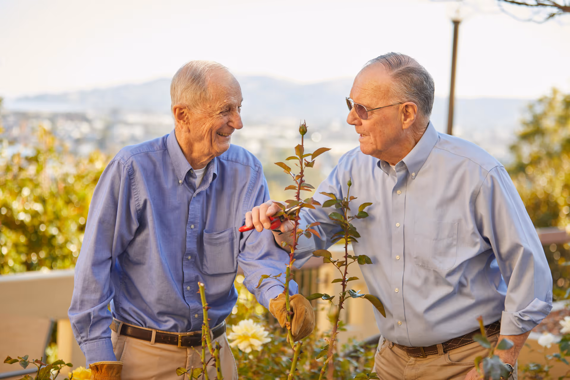 Two elderly men wearing blue shirts are gardening outdoors, tending to rose plants with a scenic view of hills and a city in the background. One man is holding pruning shears while the other smiles at him.