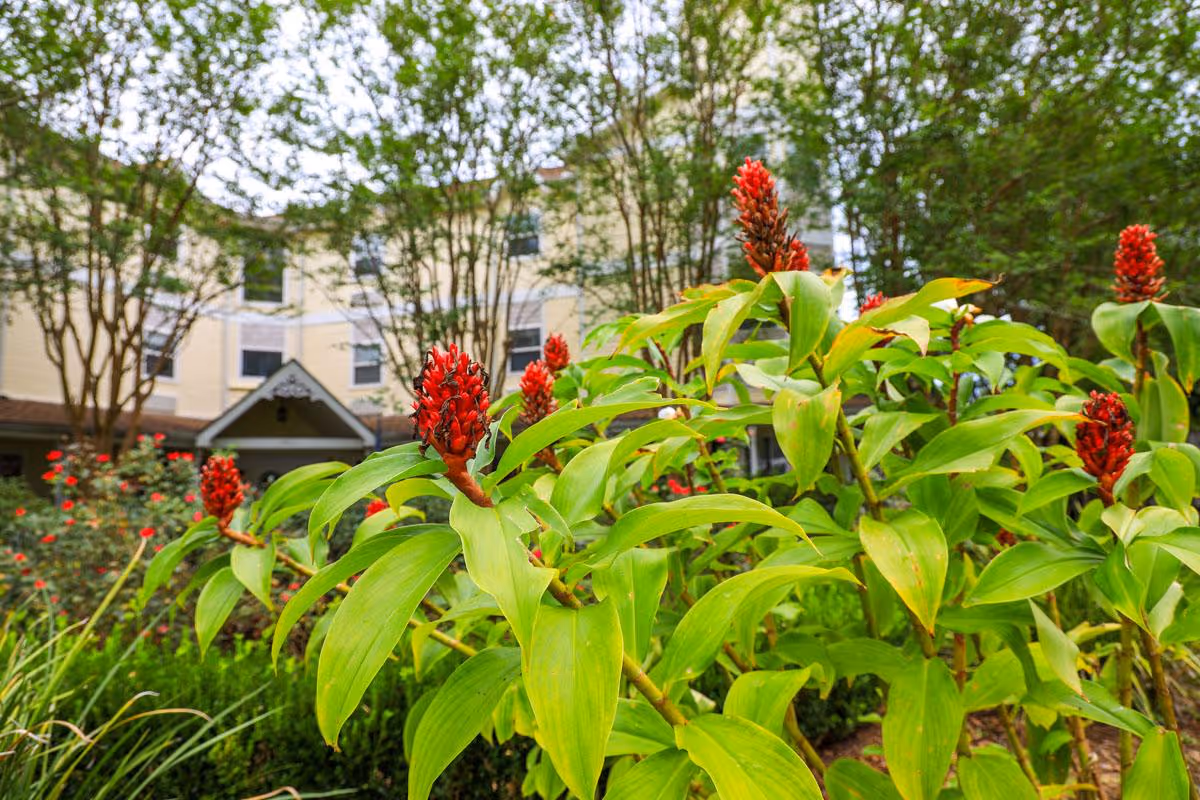 Close-up of green plants with red flowers in a garden area, with a multi-story building and trees in the background under a partly cloudy sky.