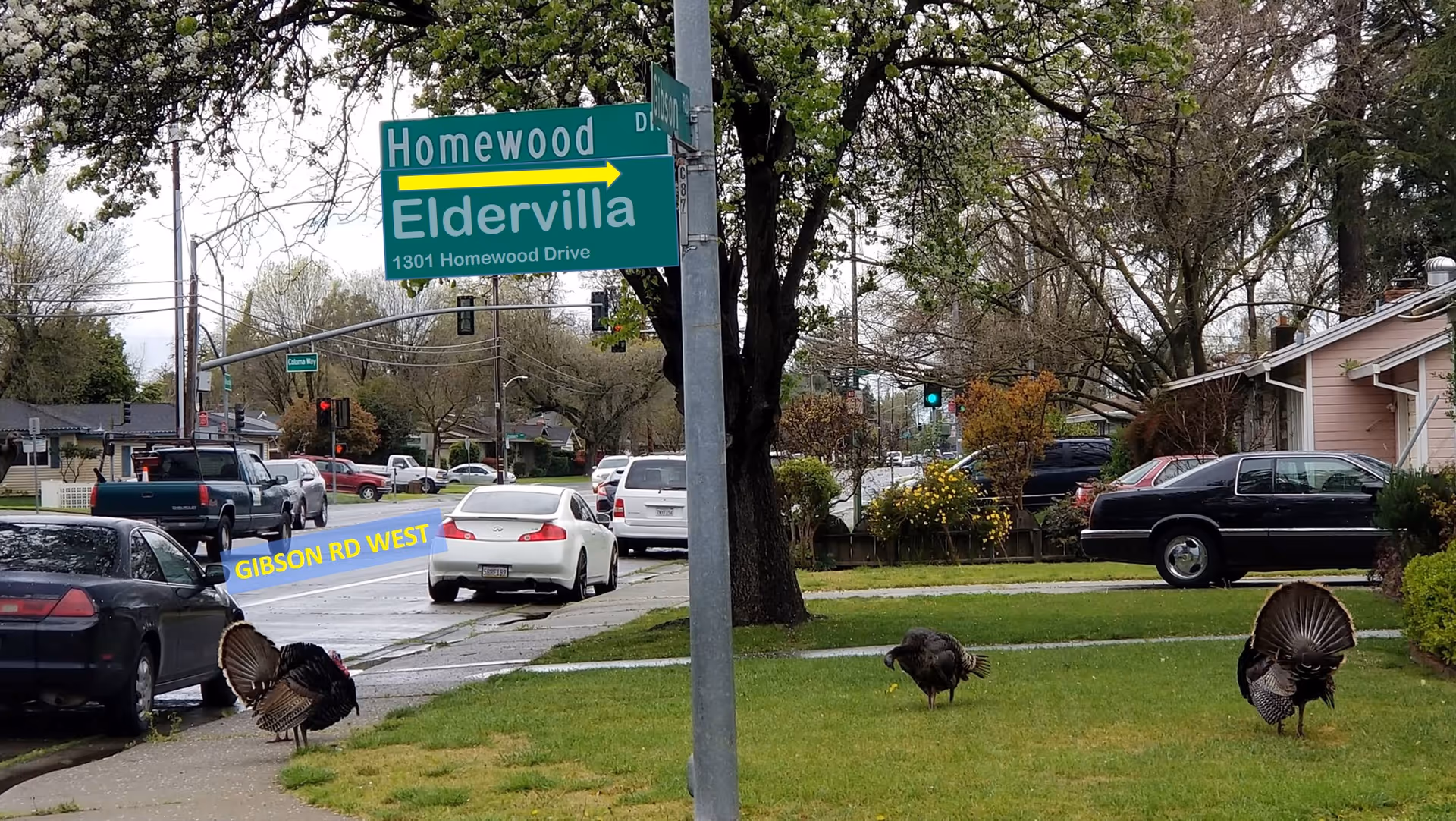 A street scene showing a green road sign indicating directions to Homewood Drive and Eldervilla at 1301 Homewood Drive. Three turkeys are visible on the grassy area near the sidewalk. Several cars are parked along the street and houses are visible in the background with trees lining the street.