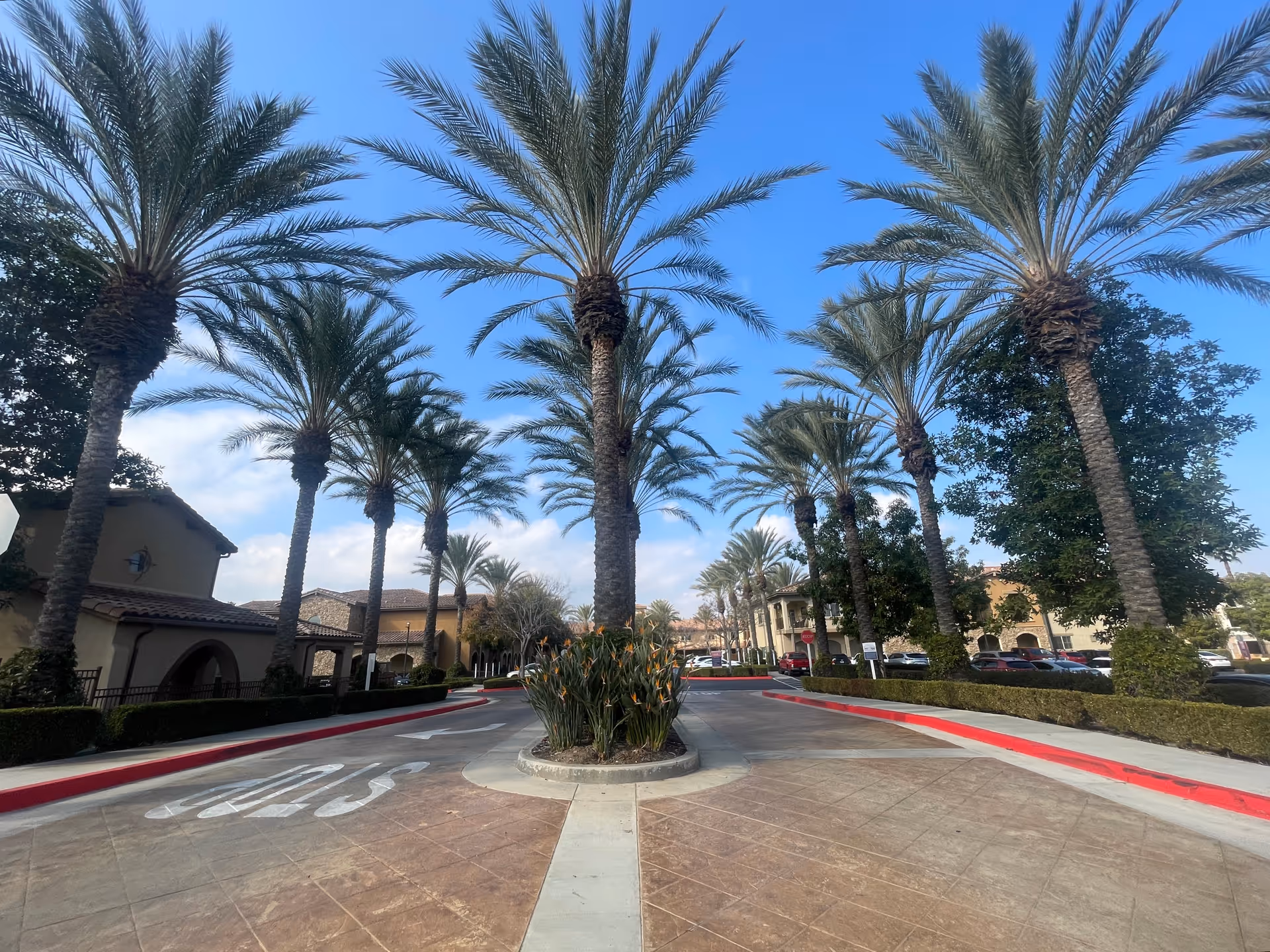 Wide driveway lined with tall palm trees on both sides leading to a residential or facility area with Mediterranean-style buildings under a clear blue sky.