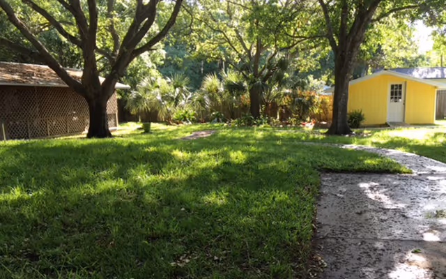 A sunny outdoor area with green grass, several large trees providing shade, a paved walkway, a wooden lattice structure on the left, and a small yellow shed with a white door on the right.