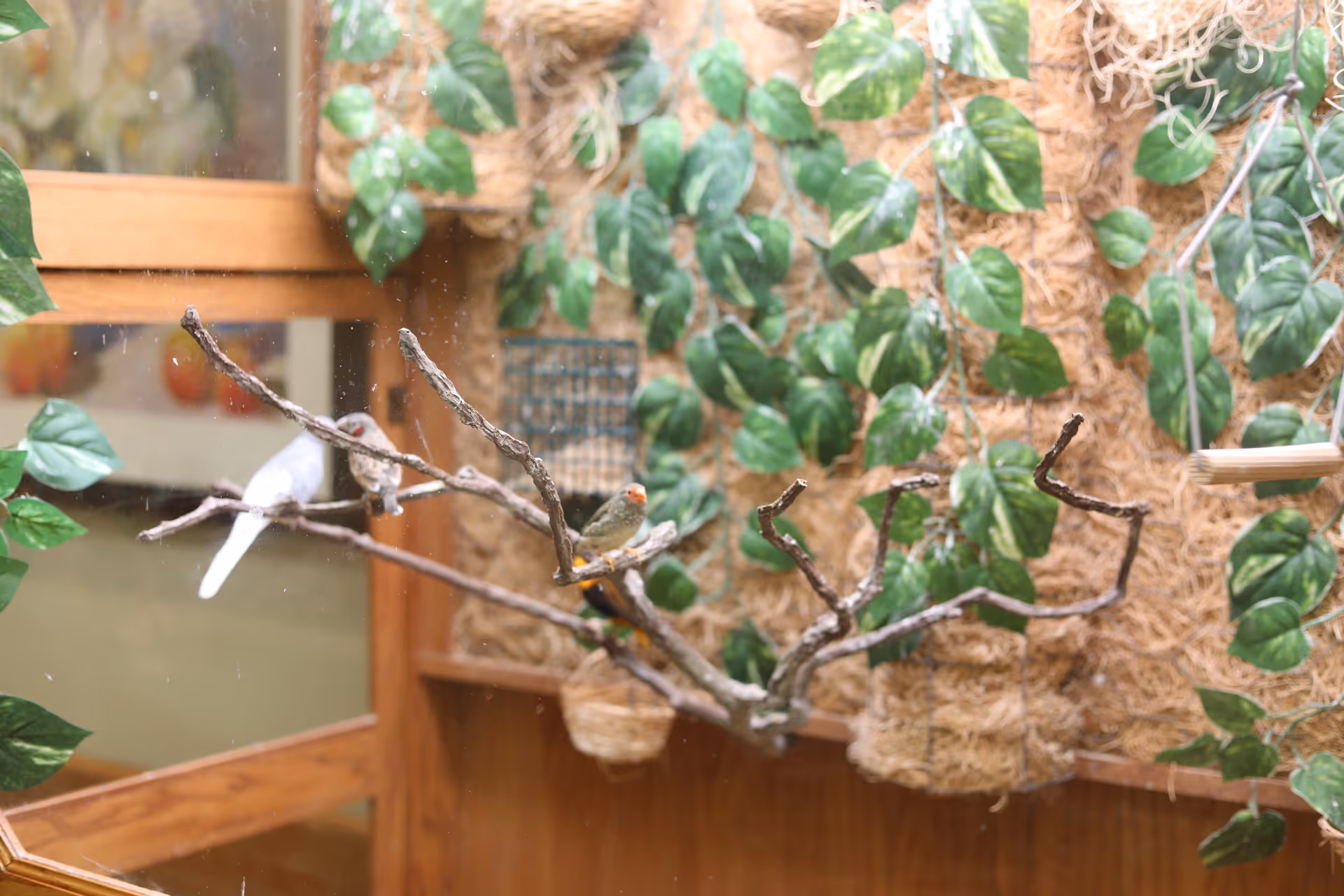 Two small birds perched on thin branches inside an enclosure with green leafy plants and a wooden frame in the background.