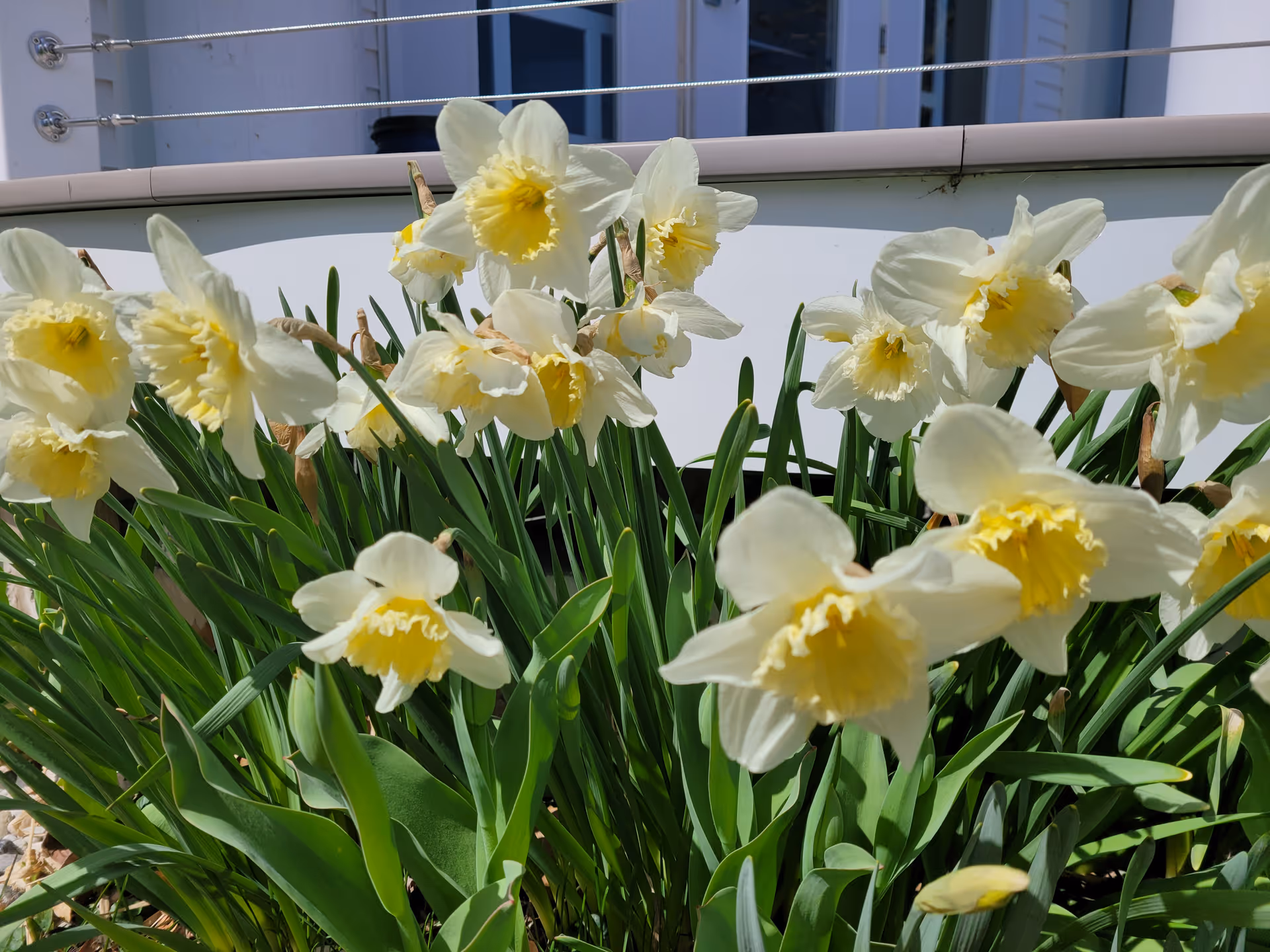 Close-up view of a cluster of blooming white and yellow daffodil flowers with green leaves in front of a building with windows and a door.