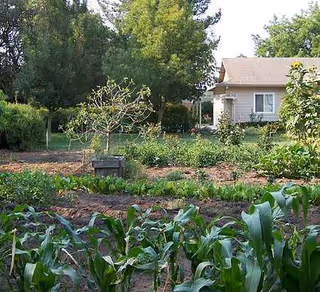 Garden beds in the foreground with rows of plants and a small residential building.