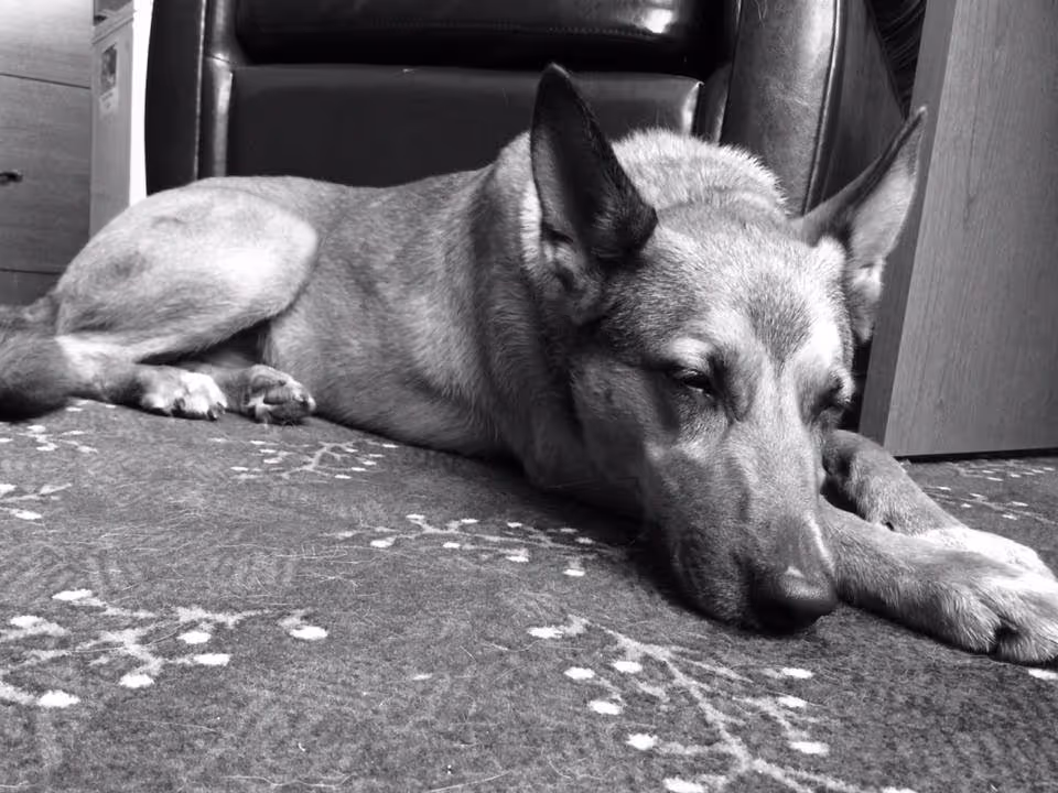 A dog lying on a carpeted floor next to furniture, resting with its eyes partially closed.