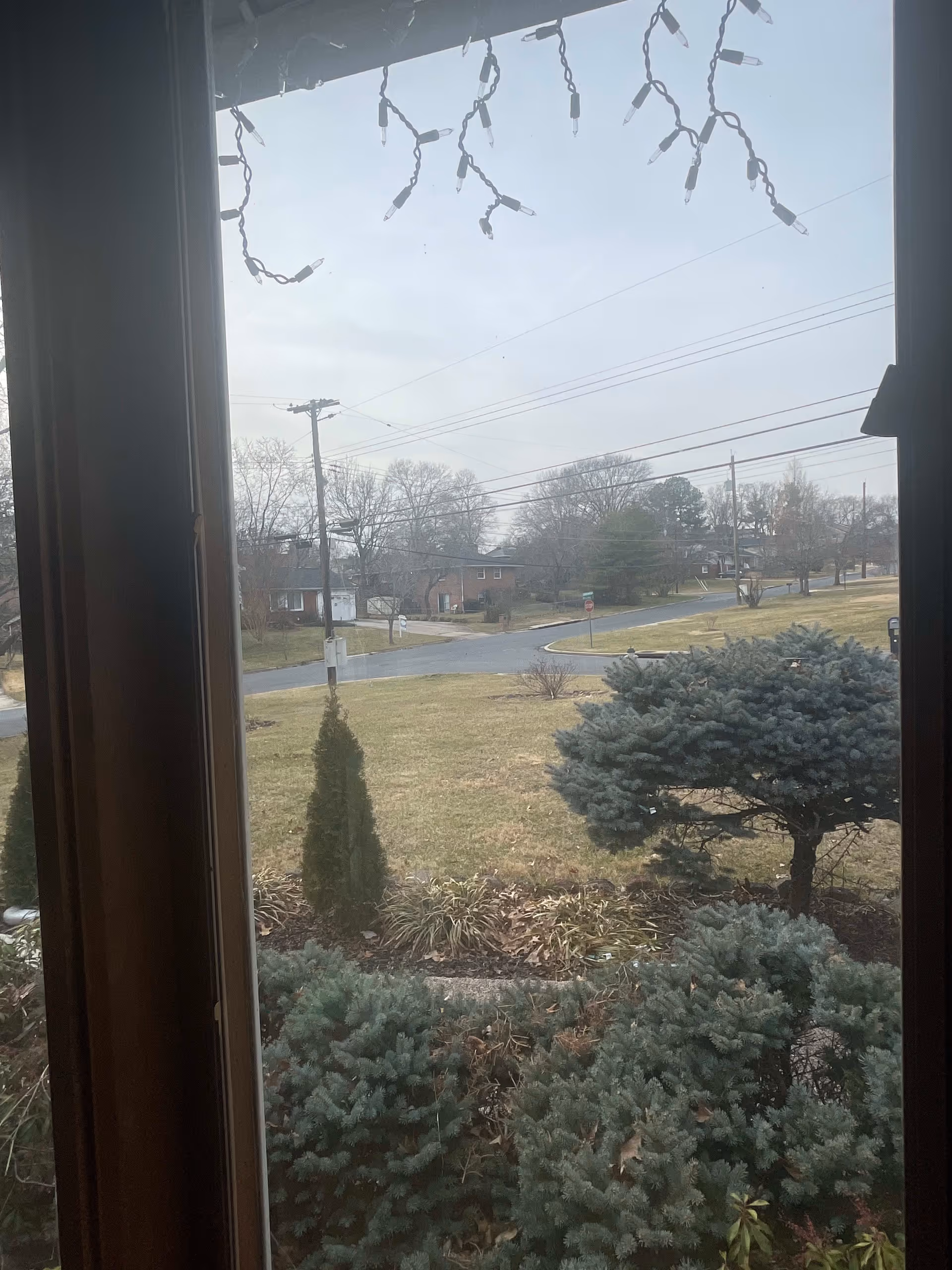 View through a window showing a suburban street with grass, bushes, and trees. There are string lights hanging at the top of the window frame.
