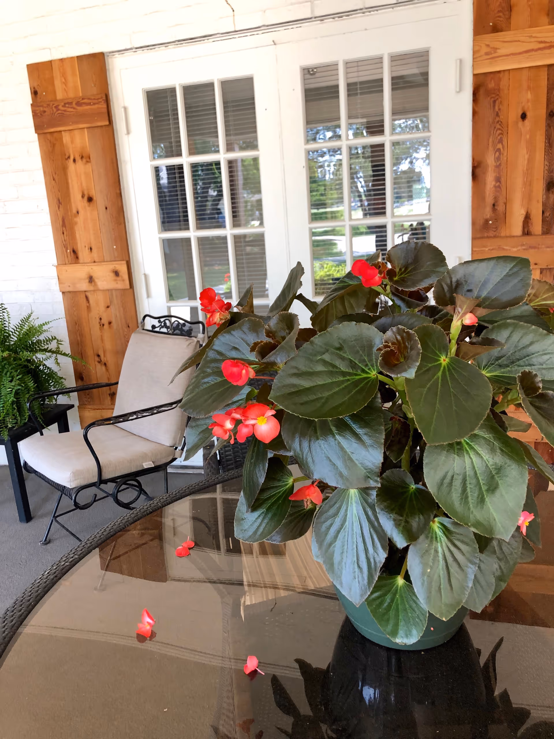 A potted plant with large green leaves and small red flowers sits on a glass-top table on a covered porch. Behind the table is a cushioned metal chair, a fern in a black pot, and white double doors with glass panes framed by wooden shutters.