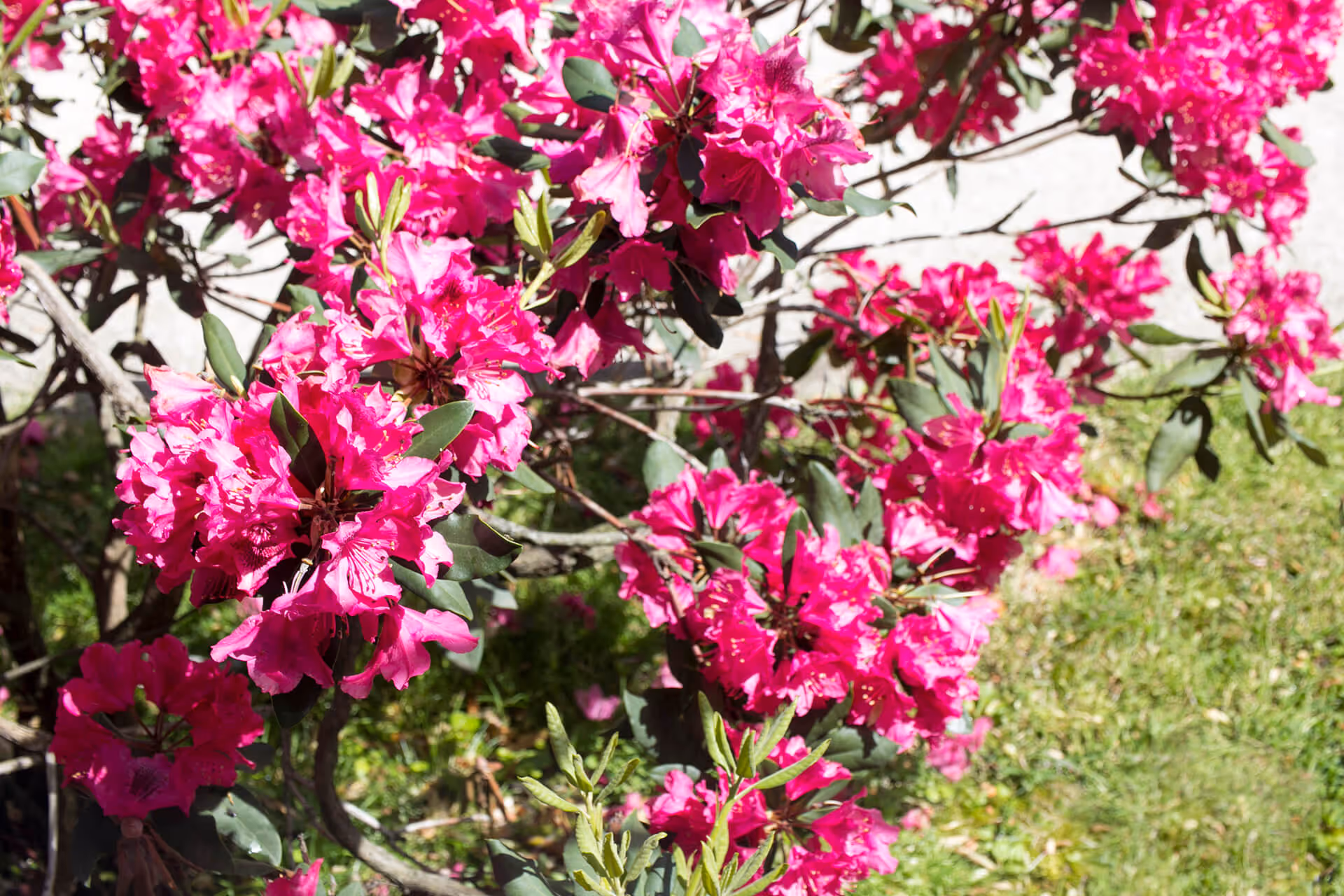 Bright pink flowers blooming on a bush with green leaves and grass in the background, outdoors in sunlight.