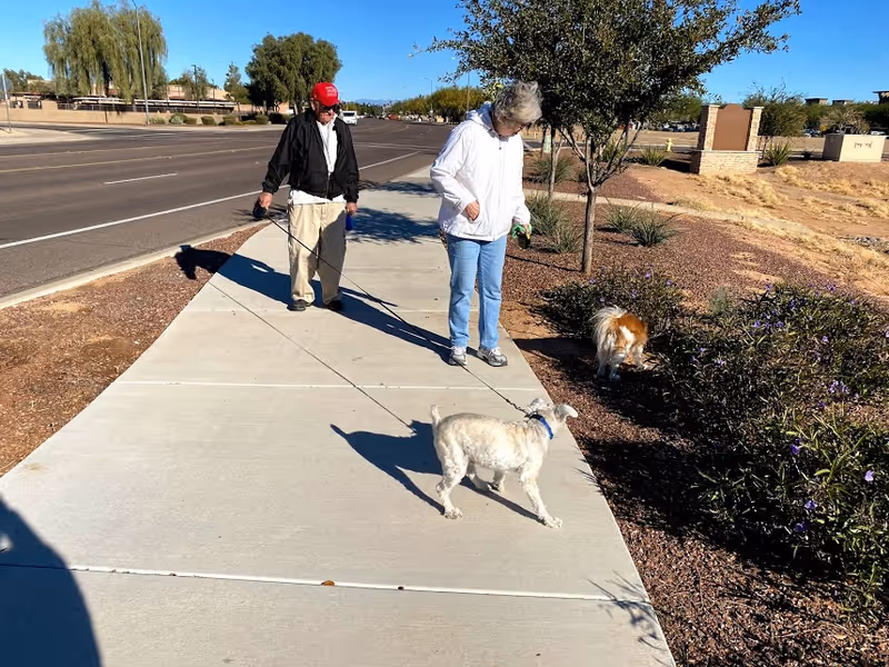 Two elderly people walking their dogs on a sunny sidewalk next to a road with trees and bushes nearby.