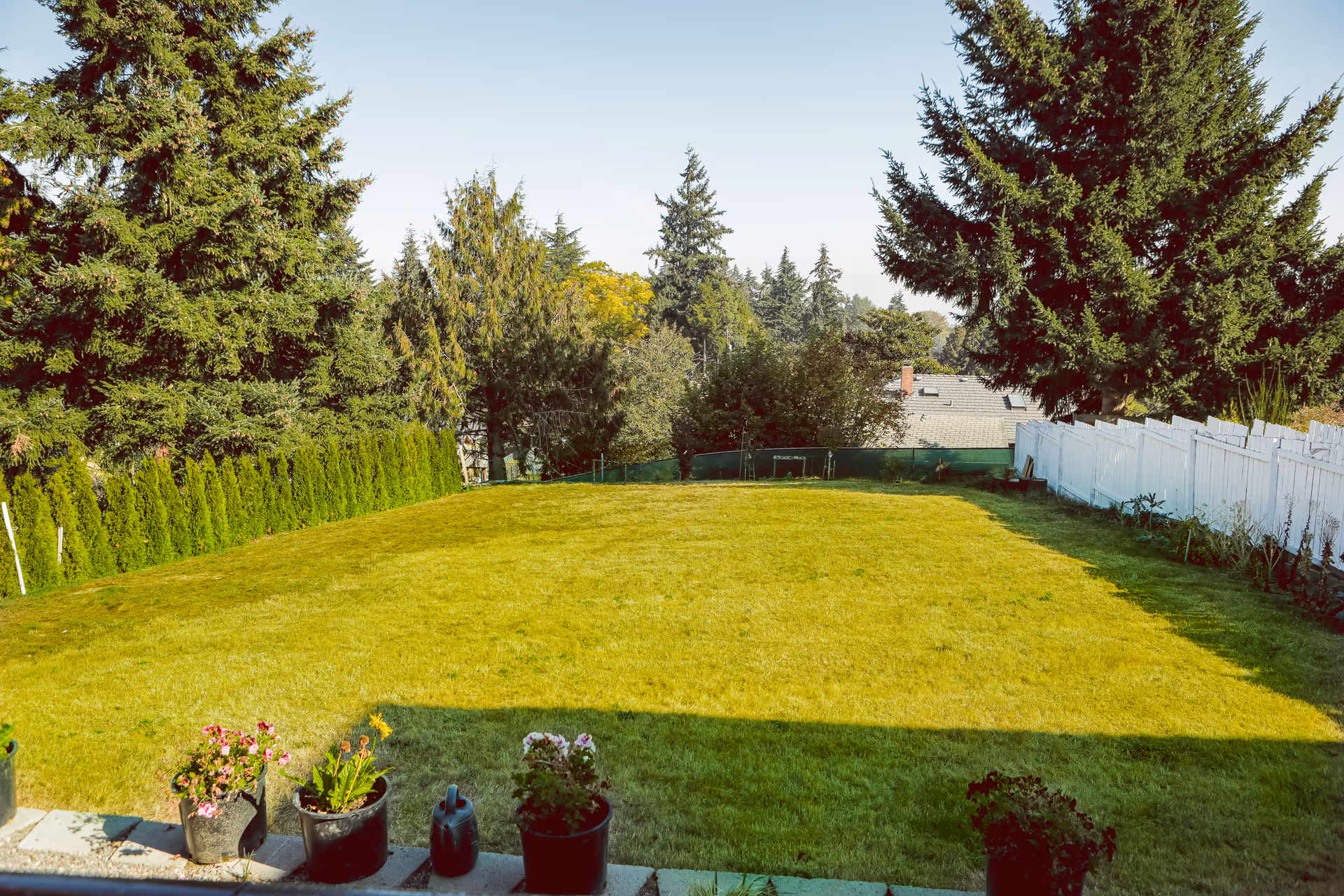 A large, well-maintained grassy backyard with several potted plants along the edge of a patio. The yard is bordered by a white fence on the right and a row of tall evergreen trees on the left and in the background under a clear blue sky.