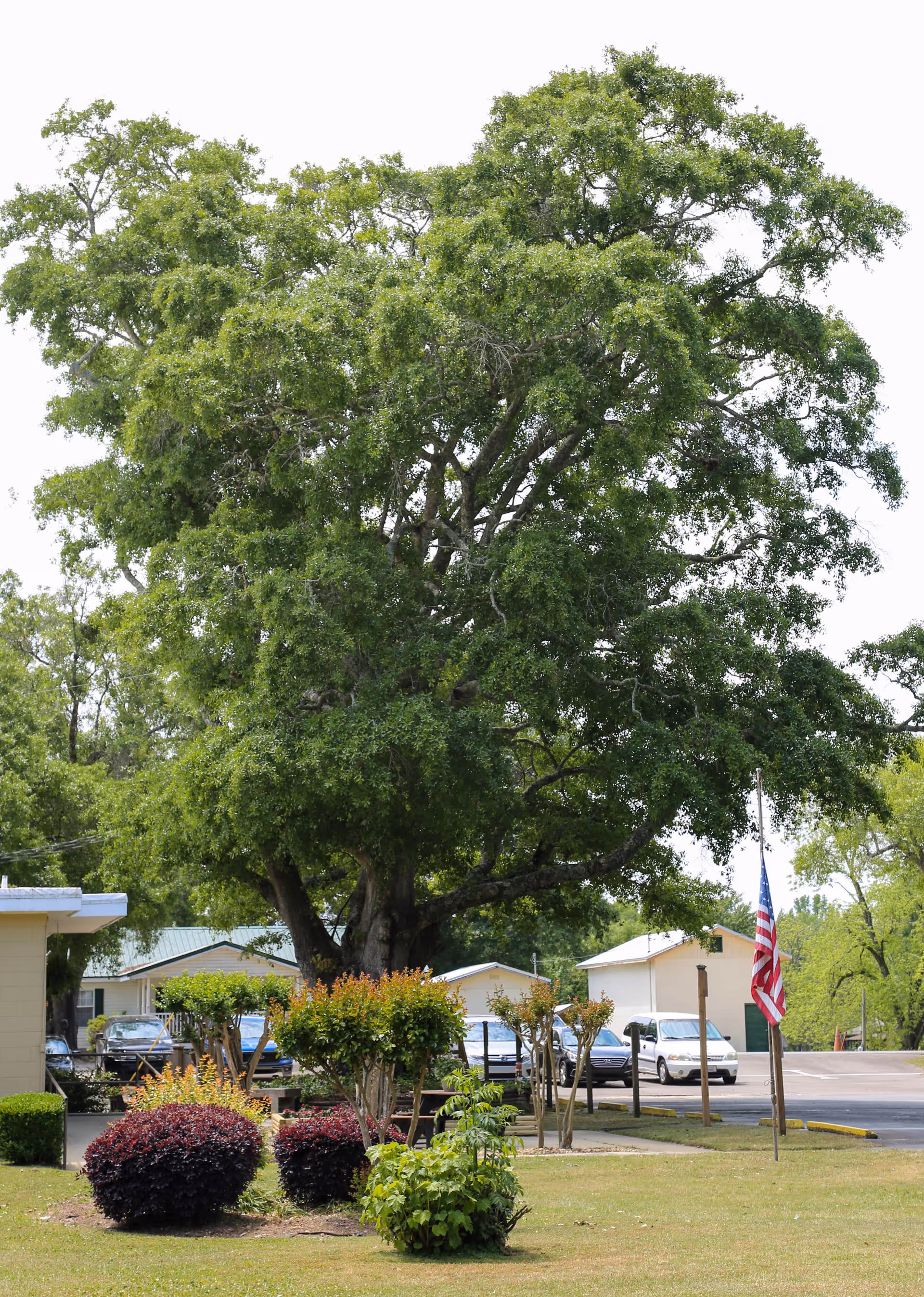 A large leafy tree in a grassy area with neatly trimmed bushes and small trees around it. In the background, there are several parked cars, a few small buildings, and an American flag on a flagpole.