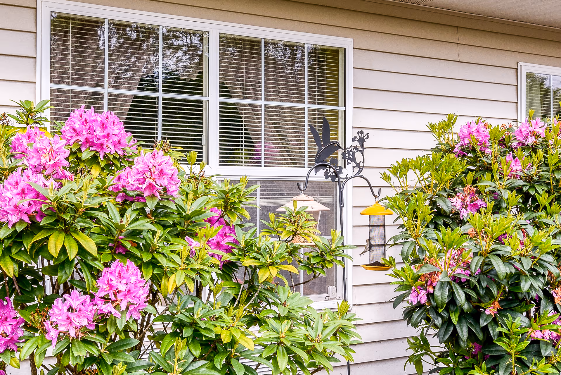 Windowed exterior wall with pink rhododendron bushes and a hanging bird feeder.