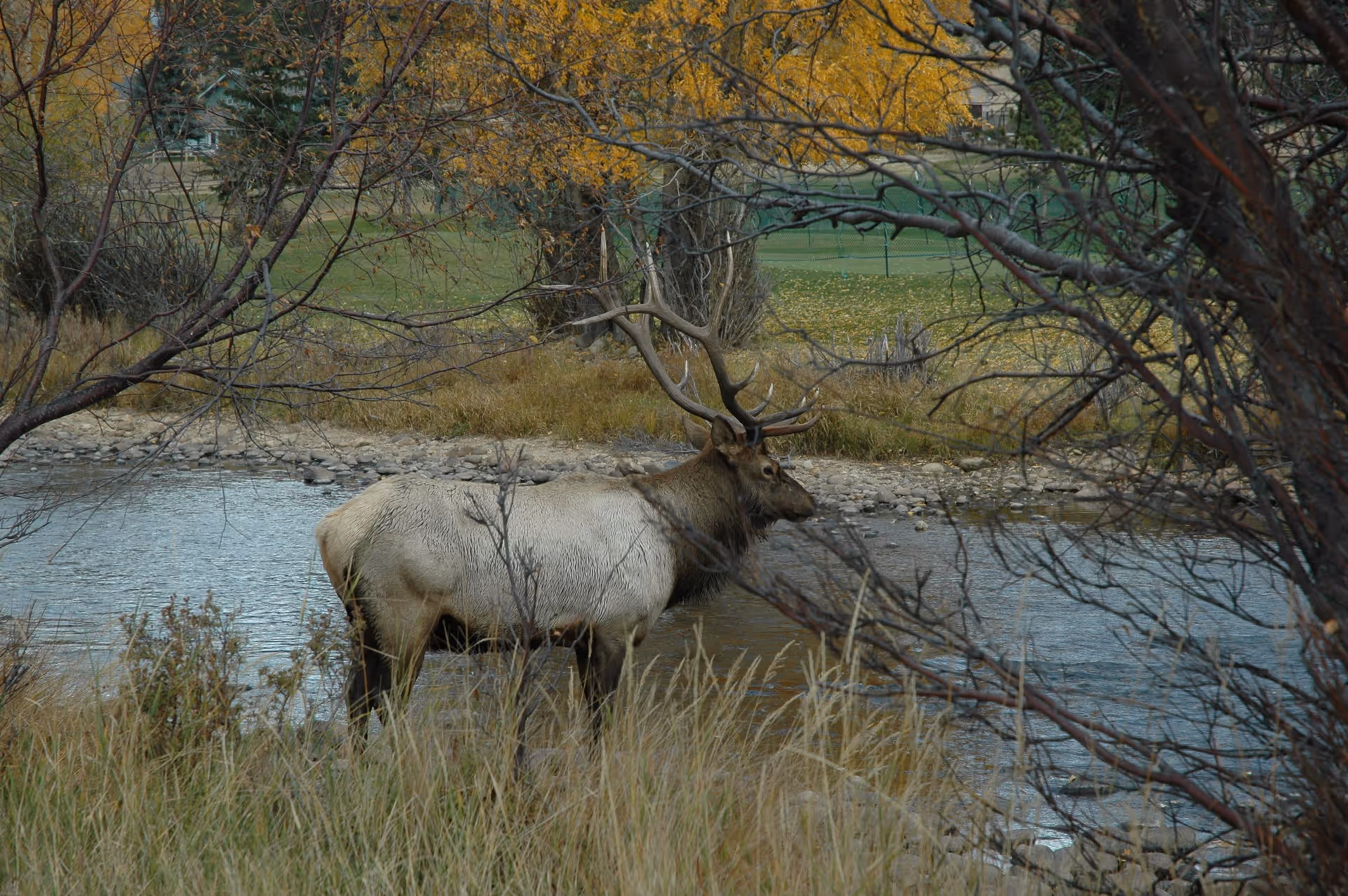 A large elk standing in a shallow river surrounded by tall grass and trees with autumn-colored leaves.