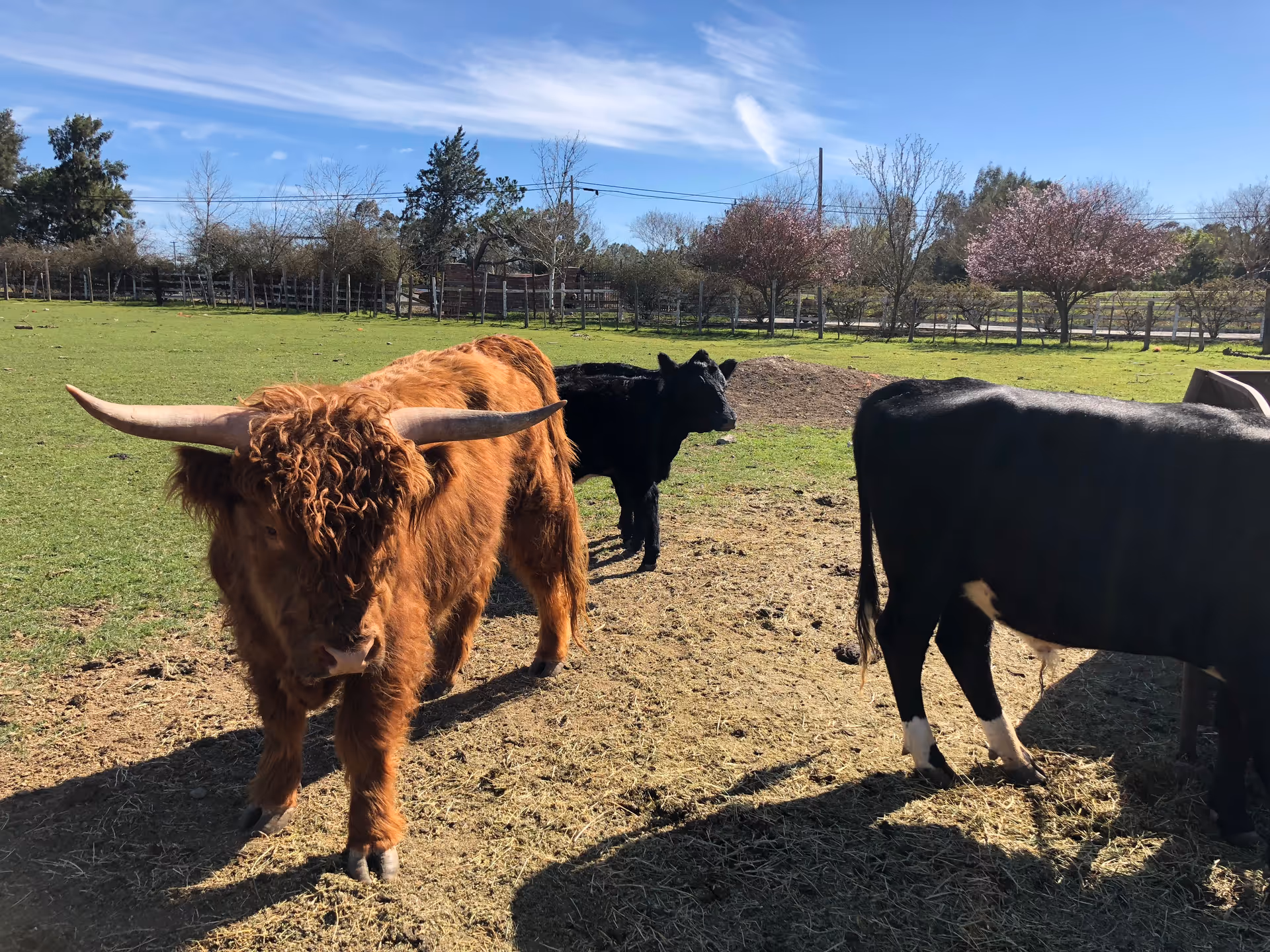 A grassy outdoor area with three cows standing on a patch of dirt. One cow is brown with long curved horns and shaggy fur, the other two are black. Trees and a wooden fence are visible in the background under a blue sky with some clouds.