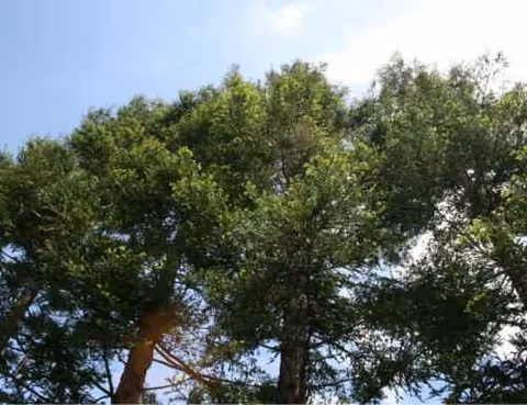 Outdoors near Green Gables Care Home III, lush trees and a clear blue sky.