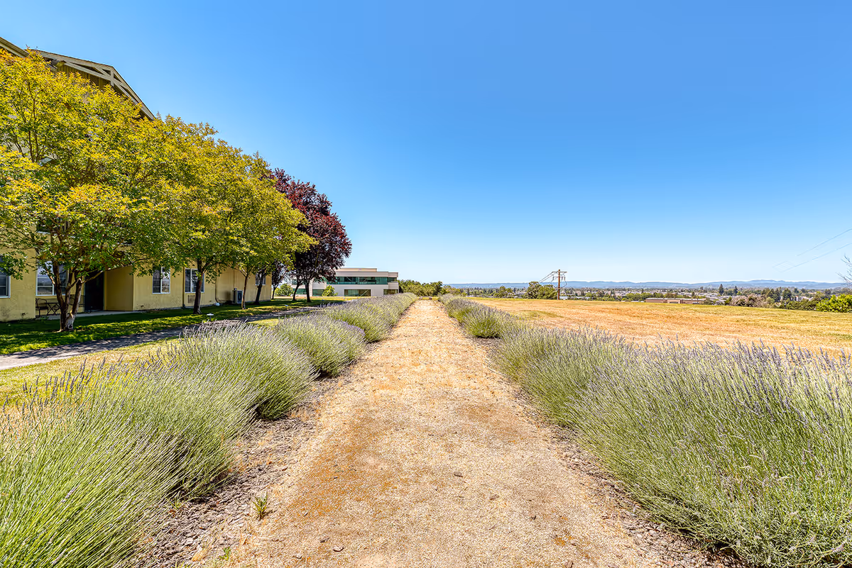 A dirt pathway lined with lavender bushes on both sides leading towards a building in the distance. On the left side, there are green and purple-leaved trees next to a yellow building. The right side features an open grassy field under a clear blue sky.