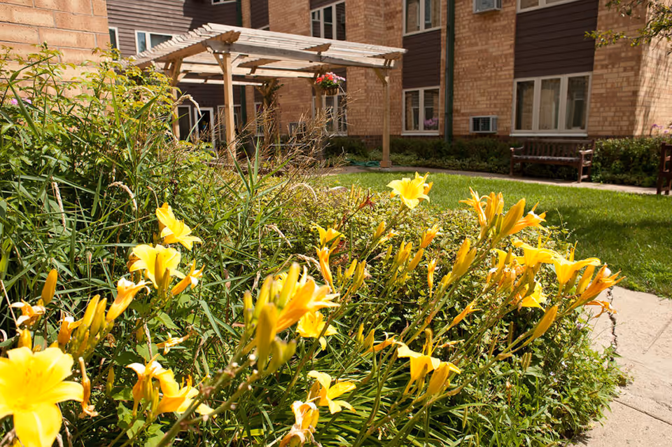 Sunlit courtyard garden with yellow daylilies in the foreground, a wooden pergola, benches, and a brick residential building in the background.