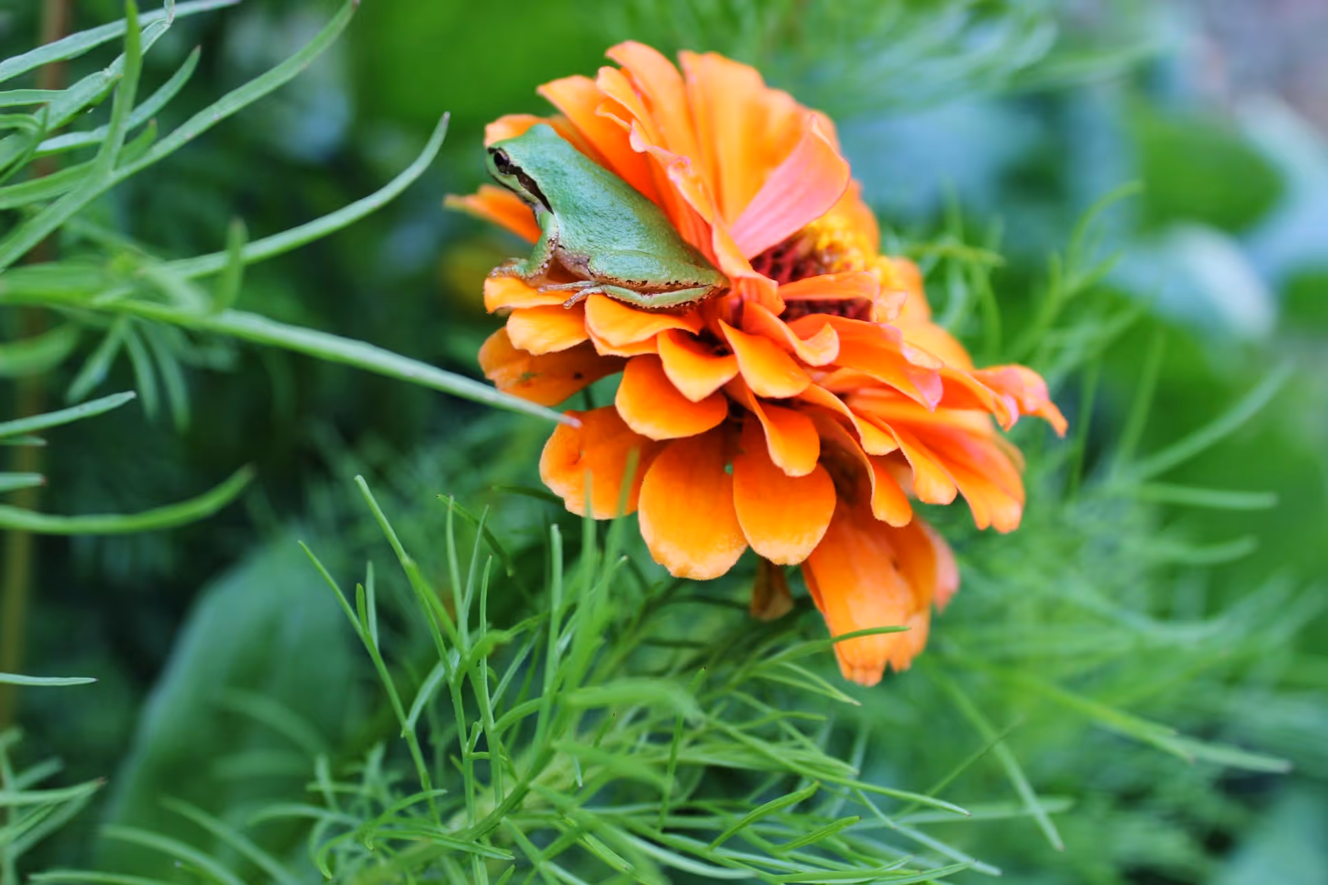 A small green frog sitting on an orange flower surrounded by green foliage.