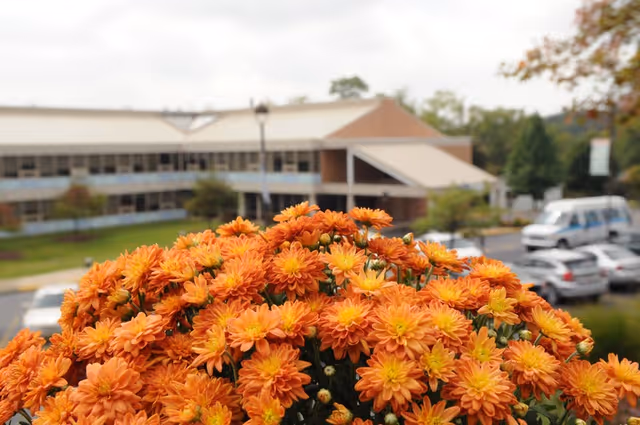Close-up of a large cluster of vibrant orange flowers with a senior living facility building and parked cars blurred in the background.