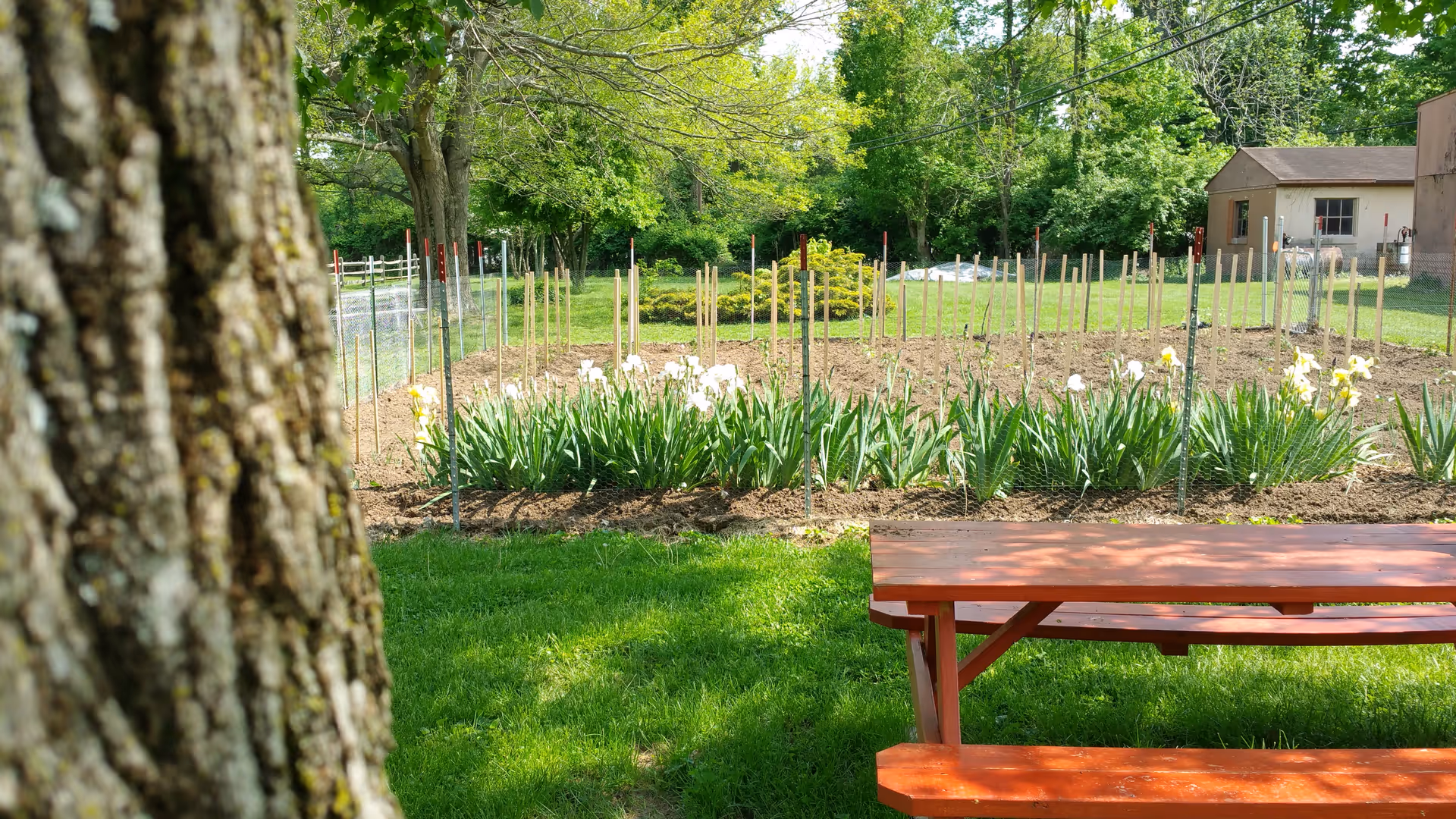 A picnic bench and tree trunk in front of a fenced garden bed with blooming white flowers and a small building in the background.