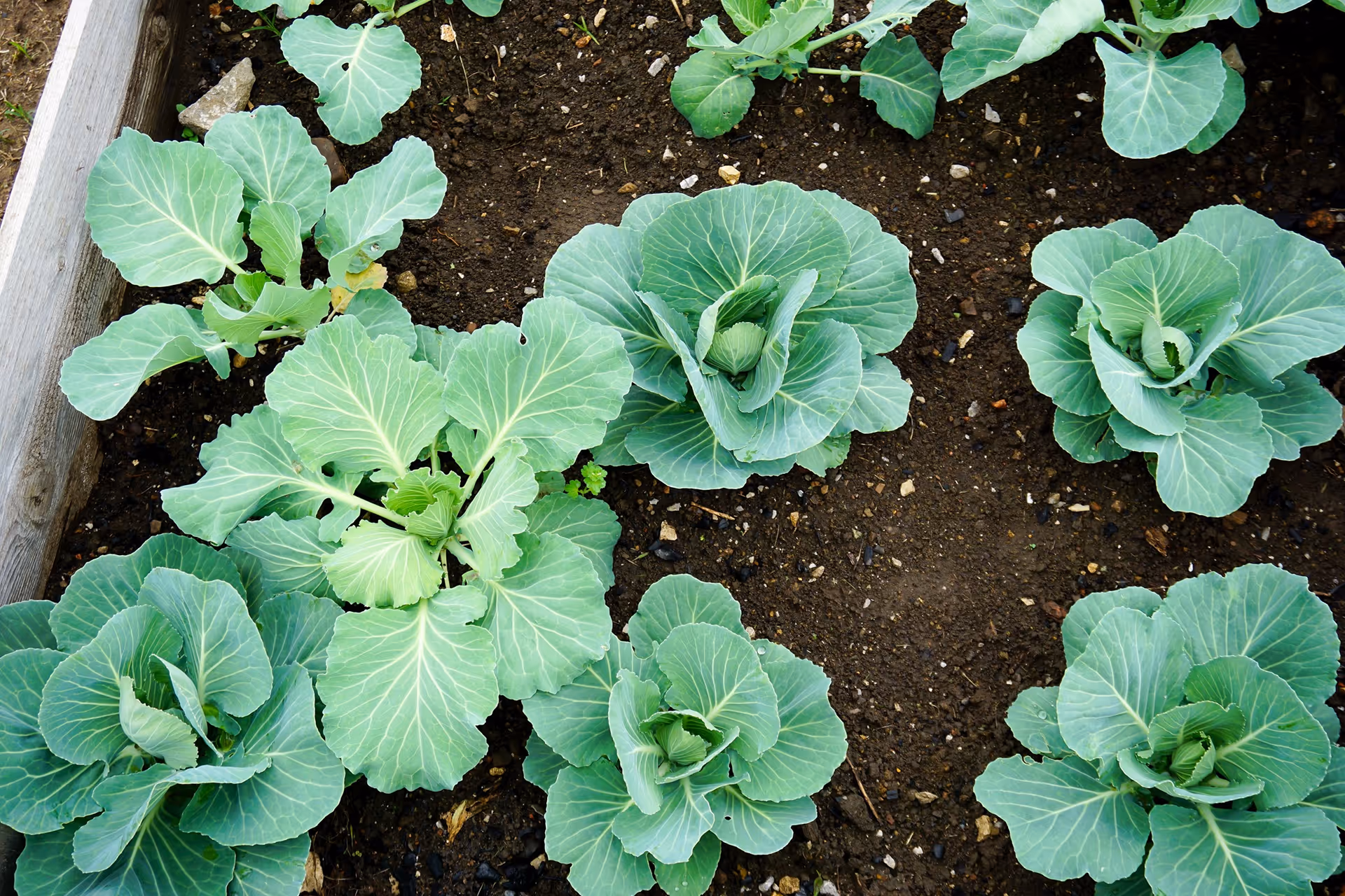Cabbage plants growing in dark soil within a raised wooden garden bed.