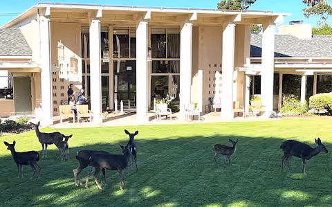 A group of deer grazing on the lawn in front of the Canterbury Woods facility entrance.