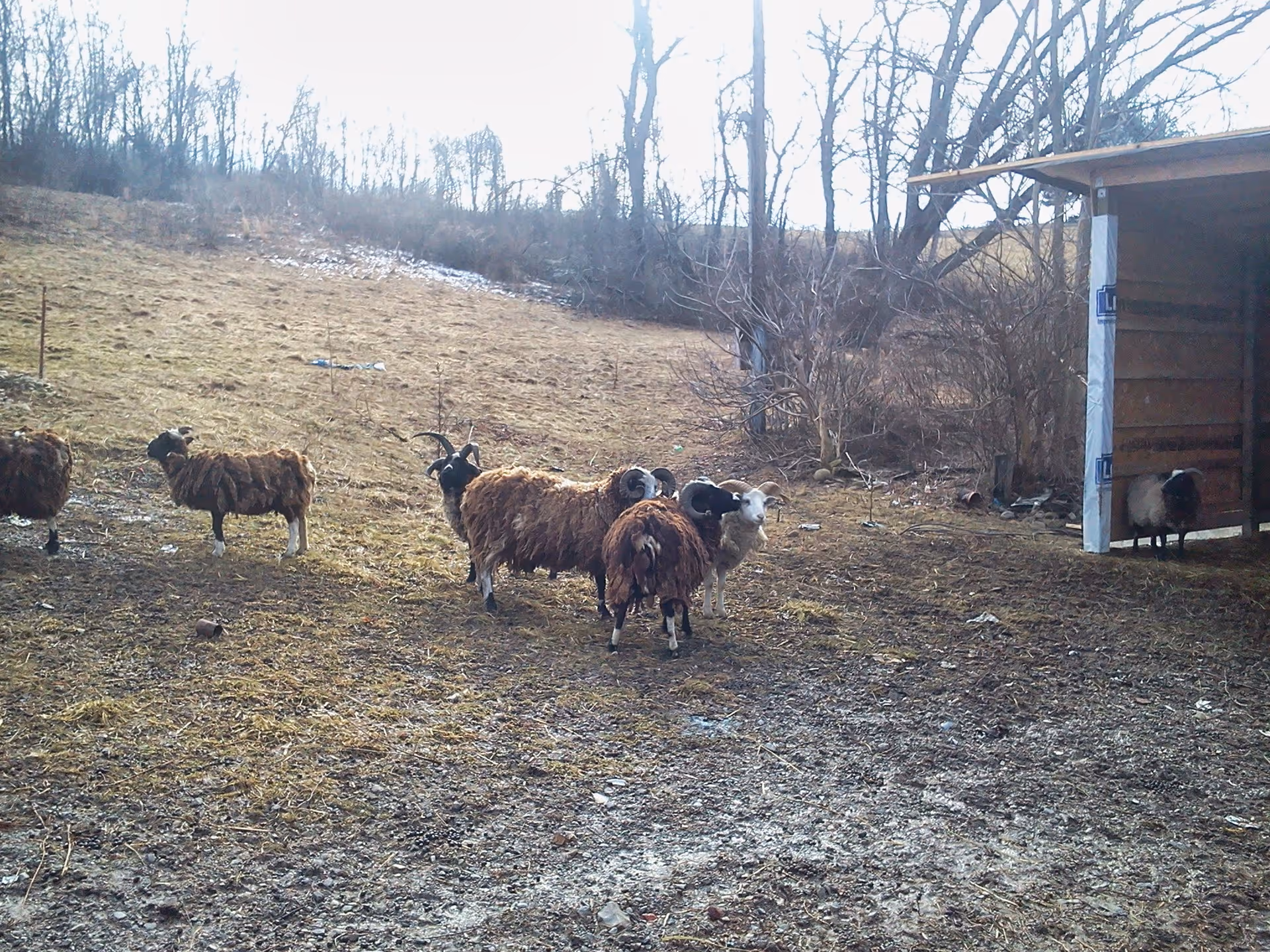 A group of sheep standing on a grassy and muddy field near a small wooden shelter with leafless trees in the background under a bright sky.
