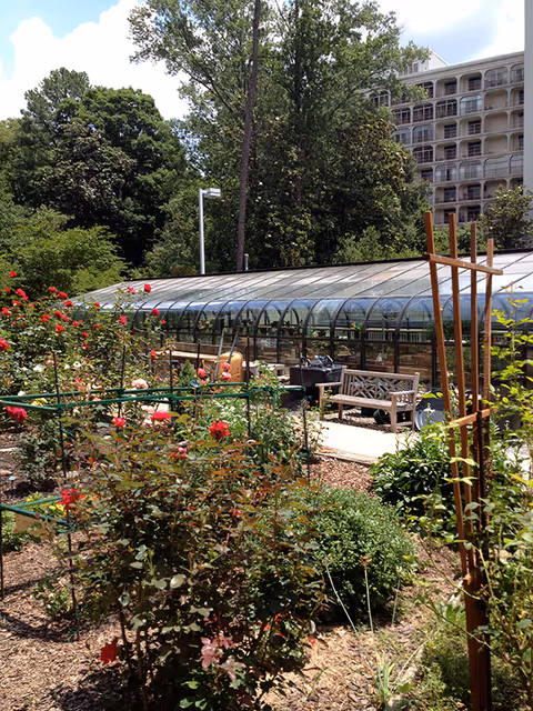 Outdoor garden area with blooming rose bushes and various plants in front of a large greenhouse structure. There is a wooden bench and some garden furniture on a paved path beside the greenhouse. Tall trees and a multi-story building are visible in the background under a partly cloudy sky.