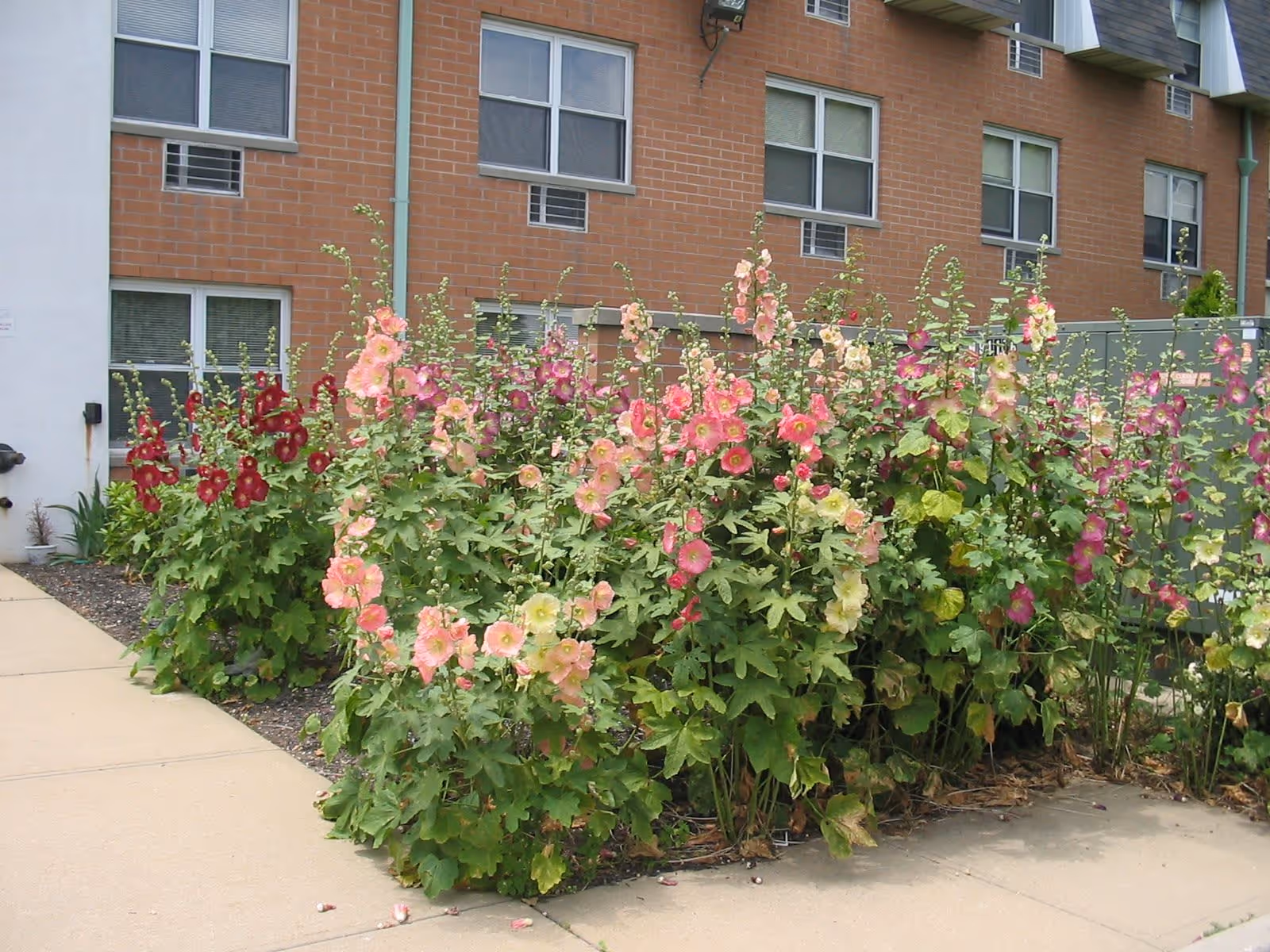 A garden bed with tall flowering plants in various shades of pink, red, and cream growing alongside a sidewalk. Behind the garden is a brick building with several windows and air conditioning units.