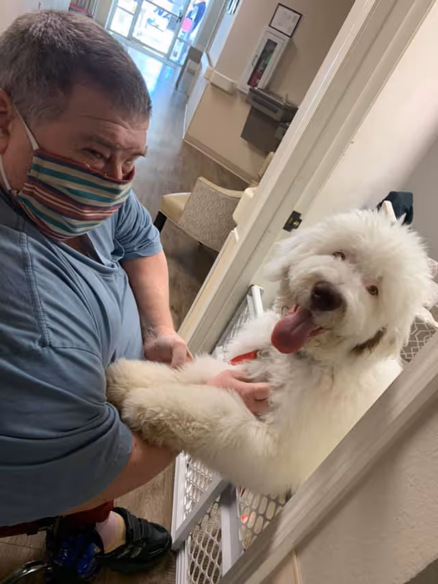 A man wearing a striped face mask and blue shirt is kneeling and holding the front paws of a large fluffy white dog with its tongue out, separated by a white baby gate in a hallway of a facility.