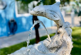 A stone dolphin fountain spouting water into a basin in a grassy outdoor courtyard with a blurred building in the background.