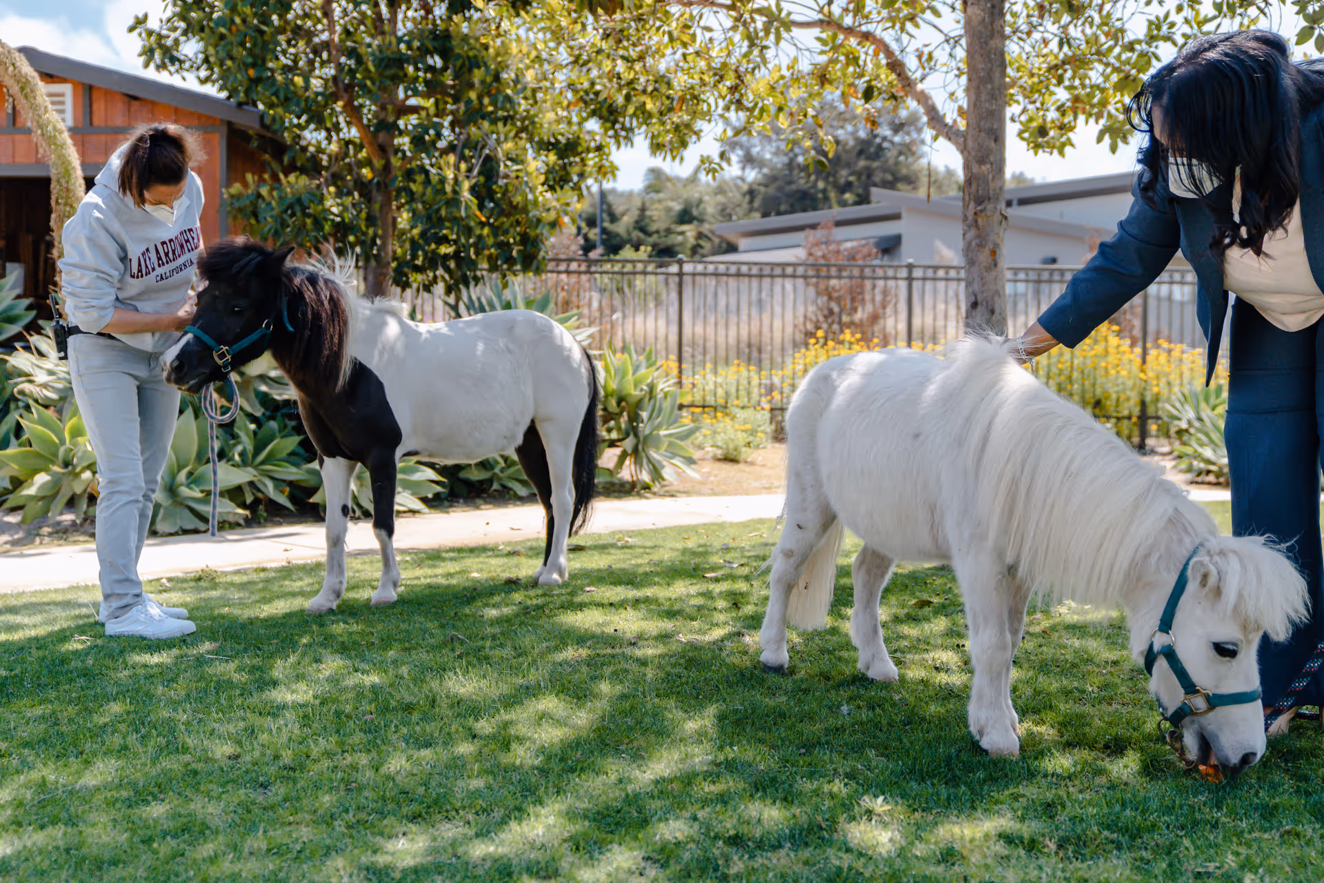 Two women wearing face masks interact with two small ponies in a grassy outdoor area with trees, plants, and a fence in the background.
