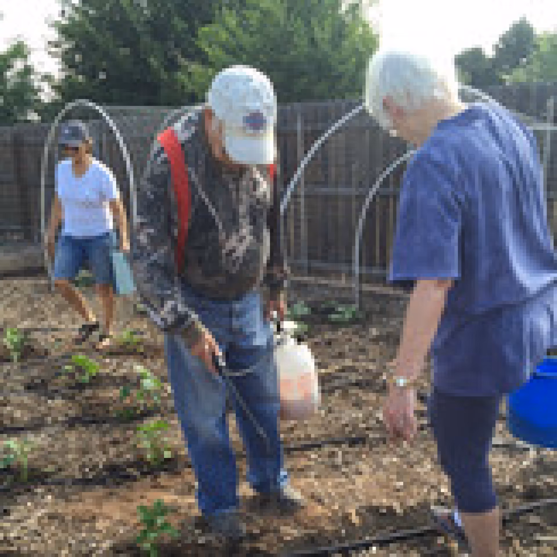 Three elderly individuals working together in a garden, tending to plants with gardening tools and watering cans, surrounded by soil and green plants with a wooden fence and trees in the background.