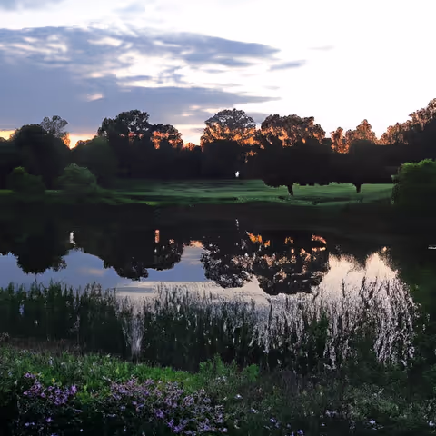 A serene outdoor scene at sunset with a calm pond reflecting trees and the colorful sky. The foreground has green grass and purple flowers, while the background shows a line of trees silhouetted against the sky.