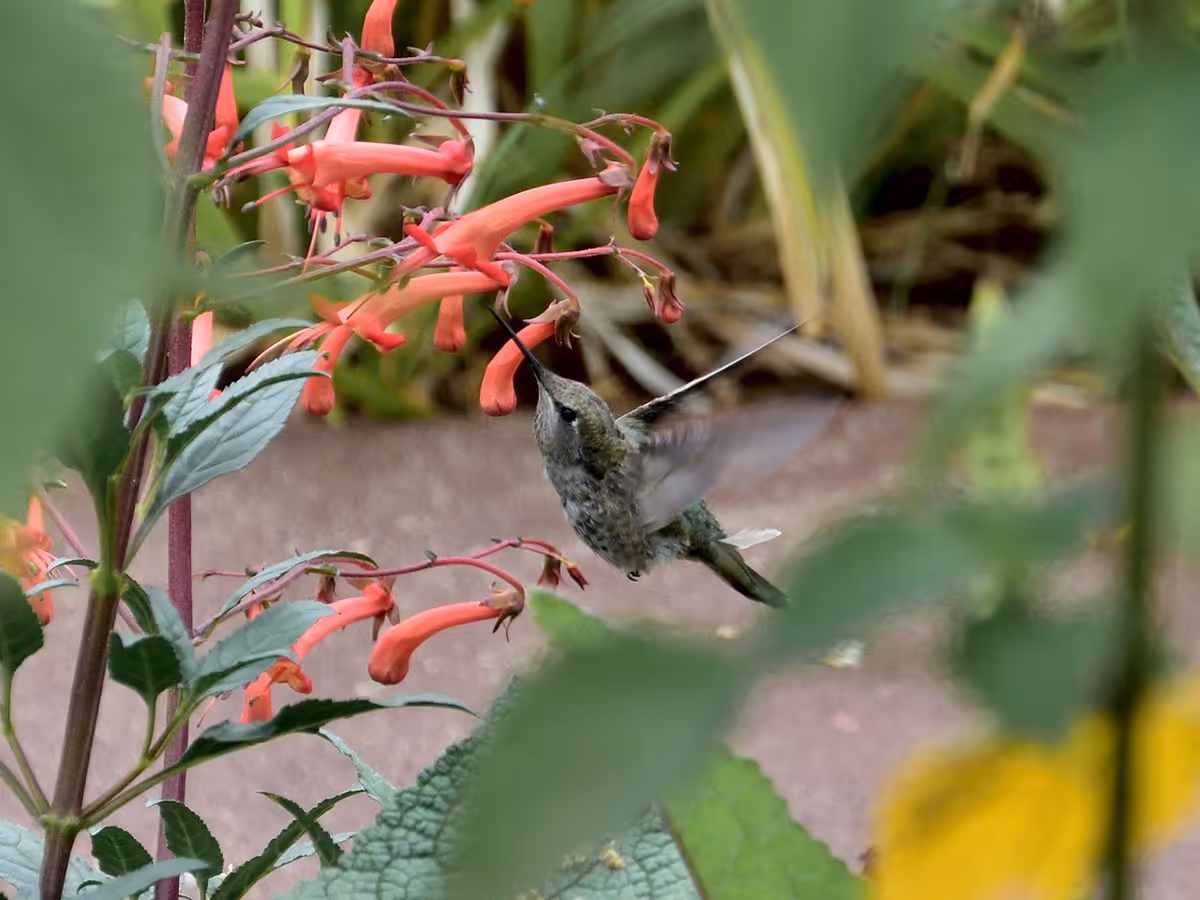 A hummingbird feeding from bright orange tubular flowers surrounded by green leaves in an outdoor garden setting.