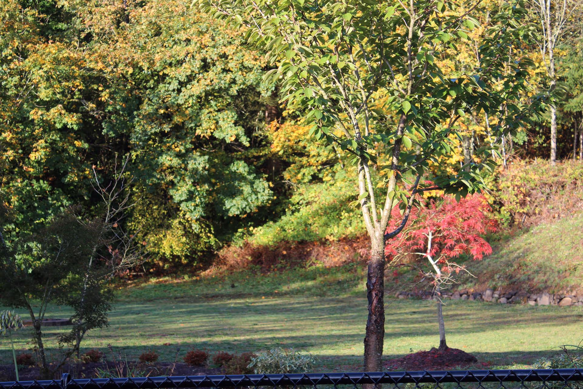 Grassy yard with several trees, including a small red-leafed sapling, in front of a wooded backdrop.