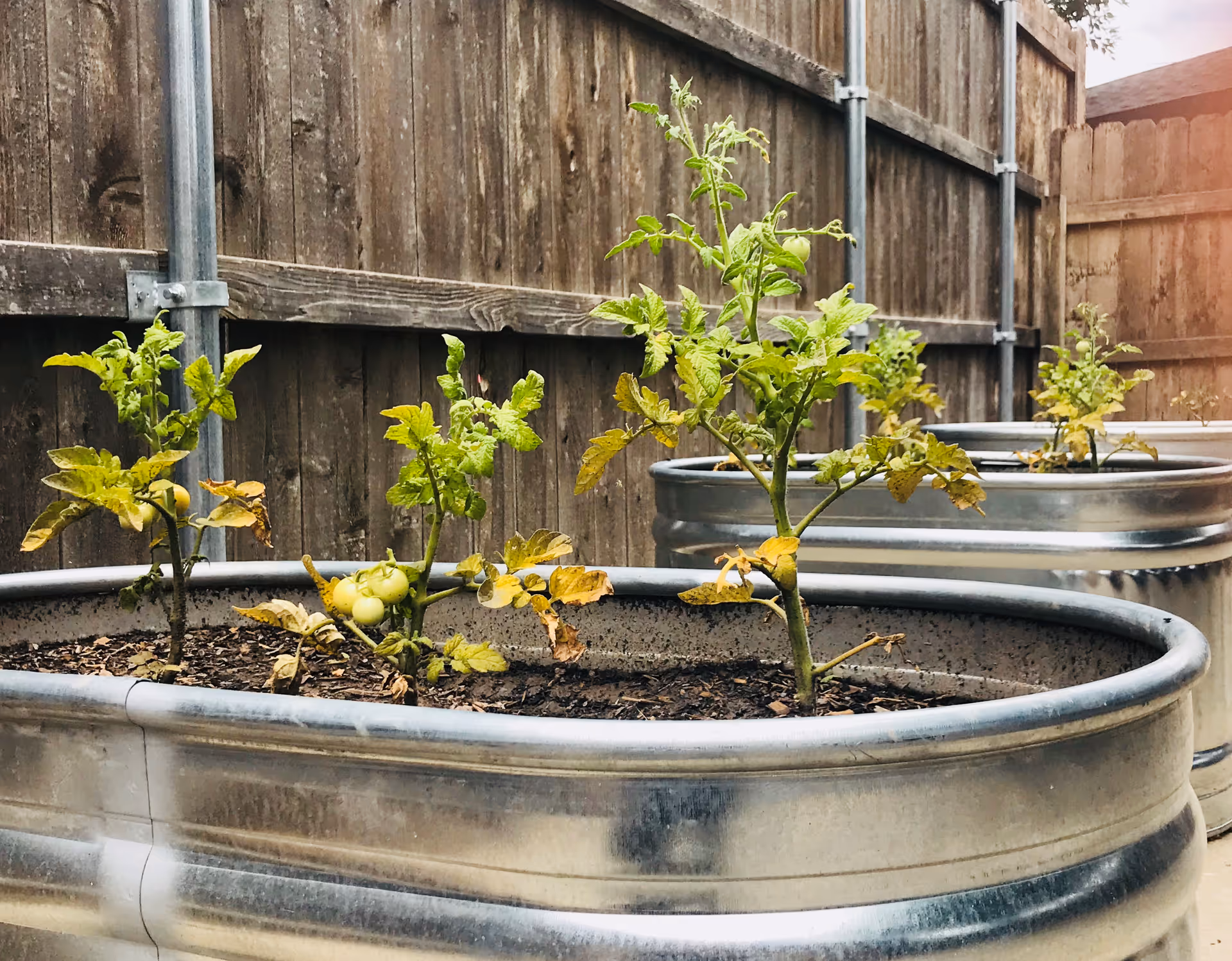 Three metal raised garden beds with small tomato plants growing in soil, placed outdoors next to a wooden fence.