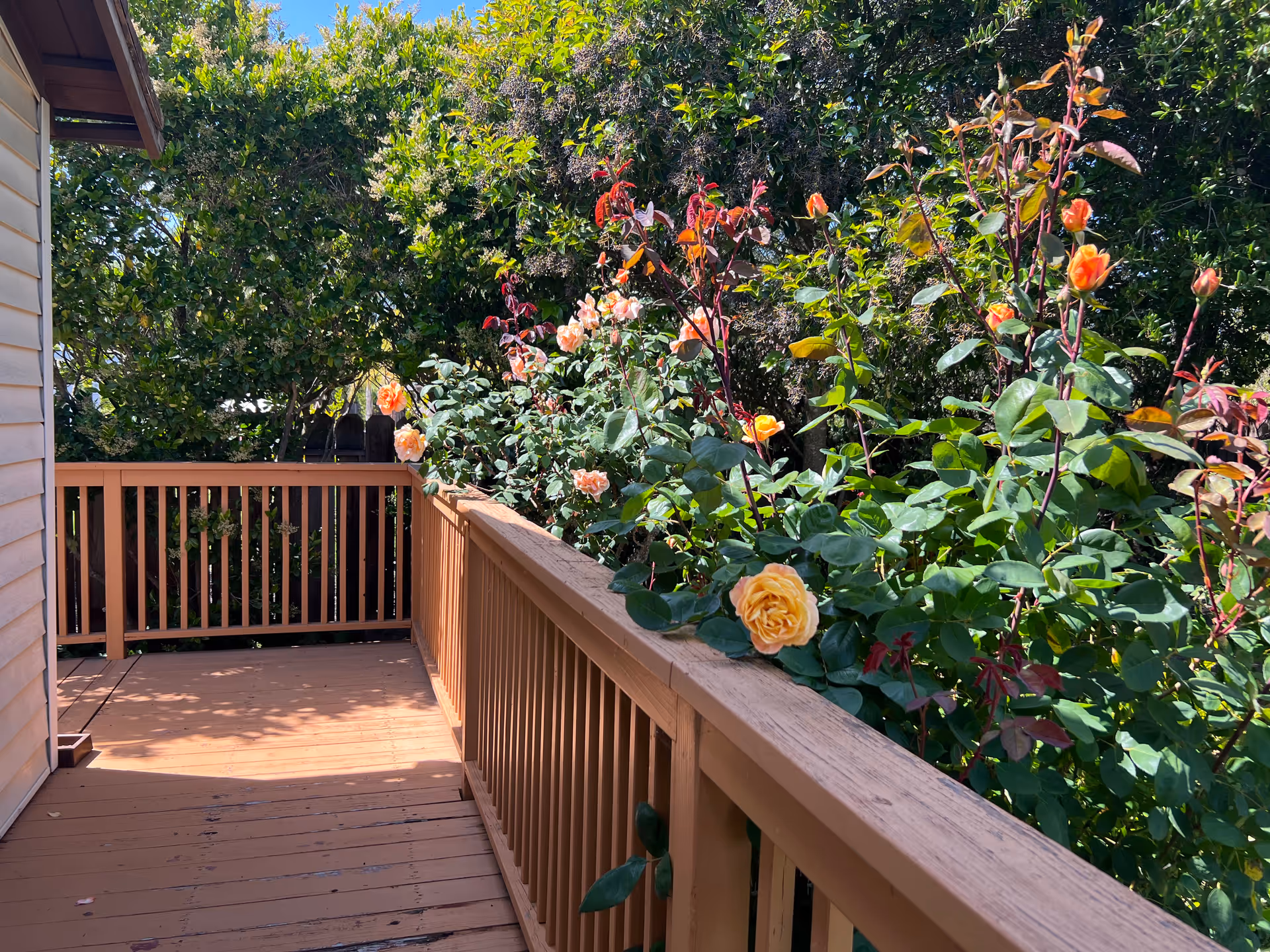 A wooden deck with a railing on the right side, lined with blooming orange and peach roses and green foliage. Trees and bushes surround the deck, and the side of a building is visible on the left.