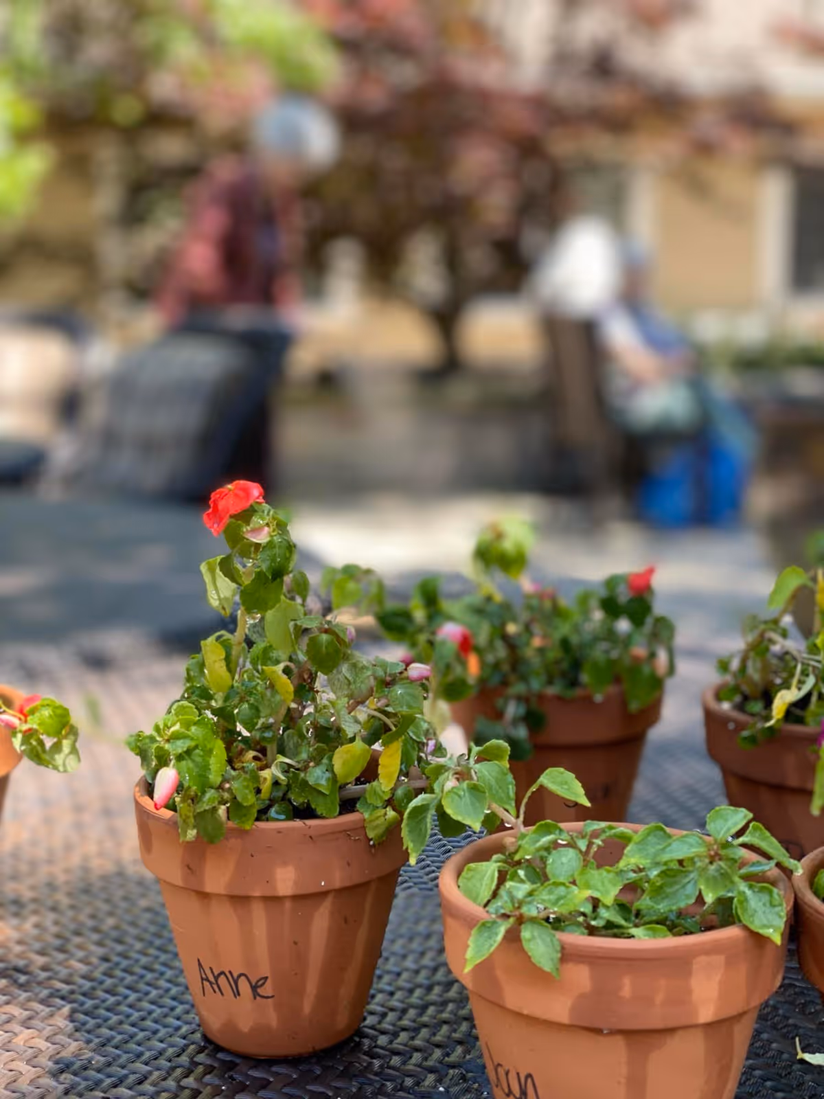 Several small terracotta pots with green plants and some red flowers placed on a metal outdoor table. The pot in the foreground has the name 'Anne' written on it. In the blurred background, there are people sitting and trees with pink blossoms.