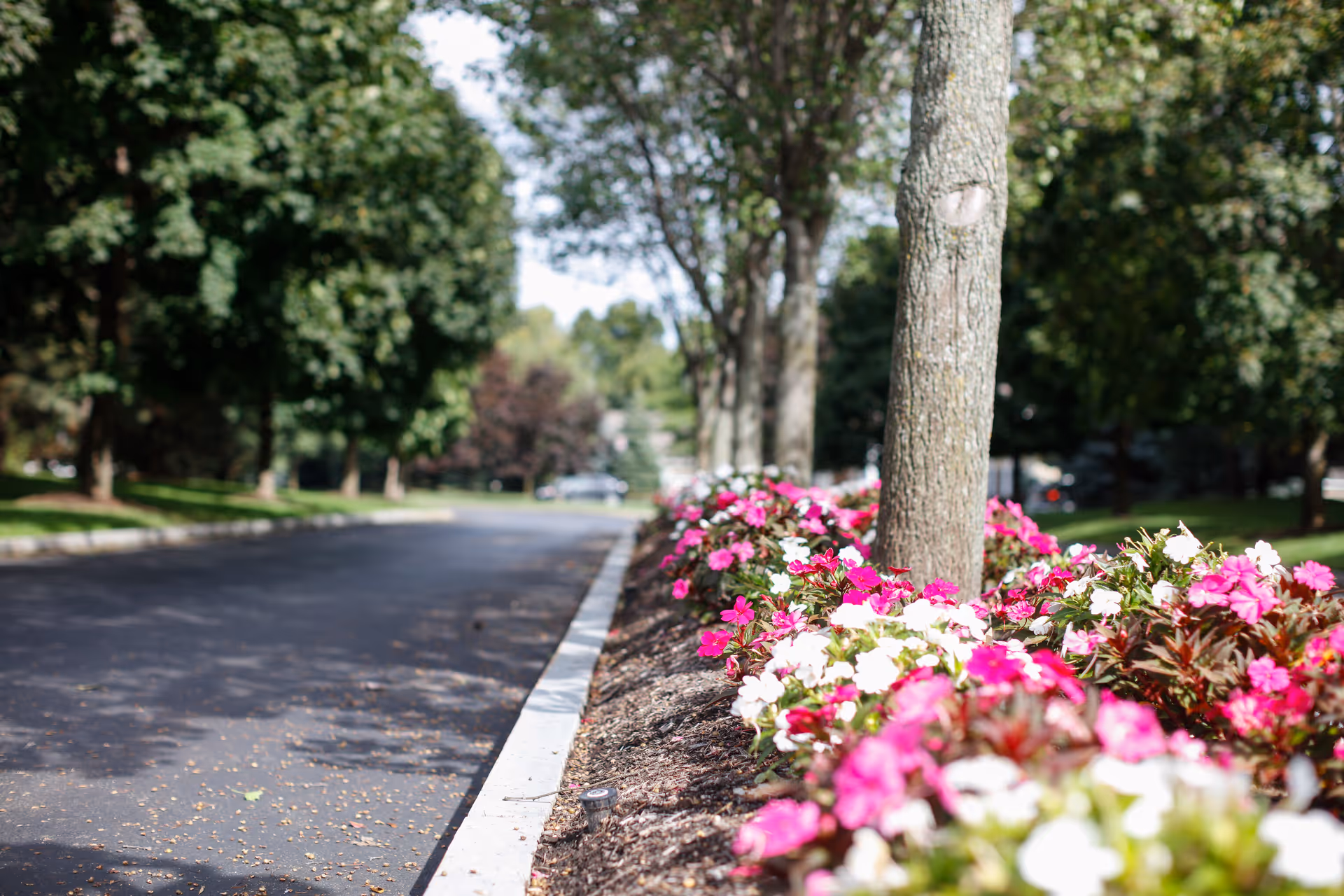 A paved road lined with trees and a flower bed filled with pink and white flowers on the right side, with green trees and grass in the background under a bright sky.