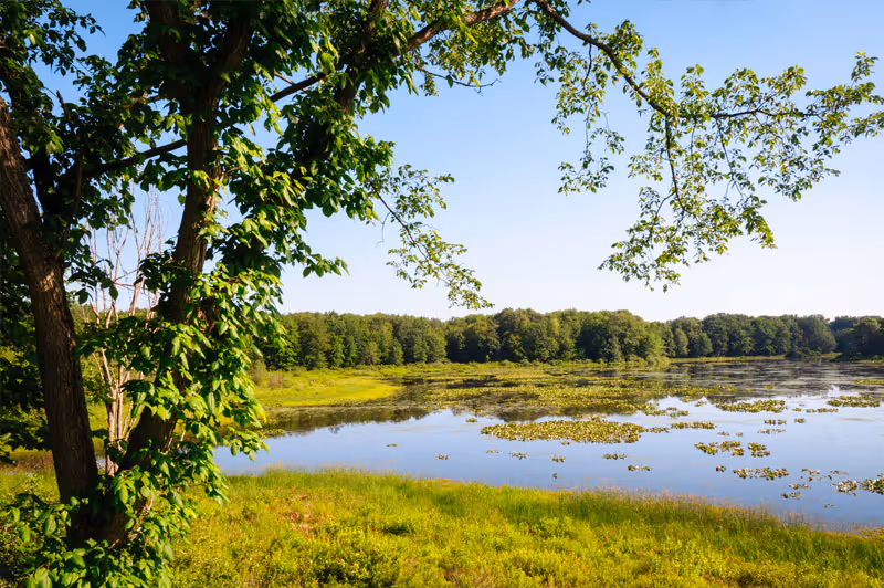 A scenic outdoor view of a calm lake surrounded by green grass and trees under a clear blue sky.
