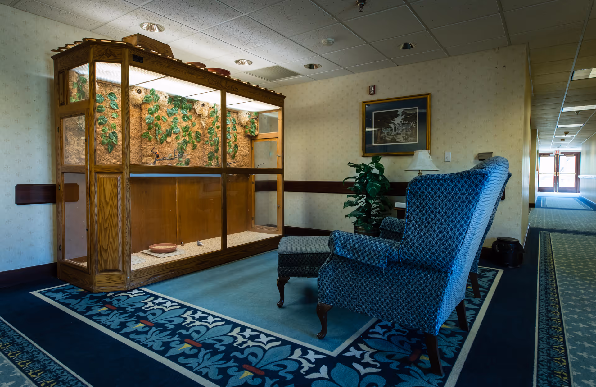 Seating nook in a senior living hallway featuring a blue upholstered armchair and ottoman beside a large wooden glass terrarium/display case.