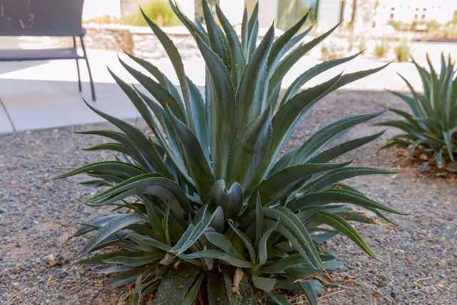 Close-up view of a green agave plant growing in a gravel-covered outdoor area with a bench and building structures in the background.