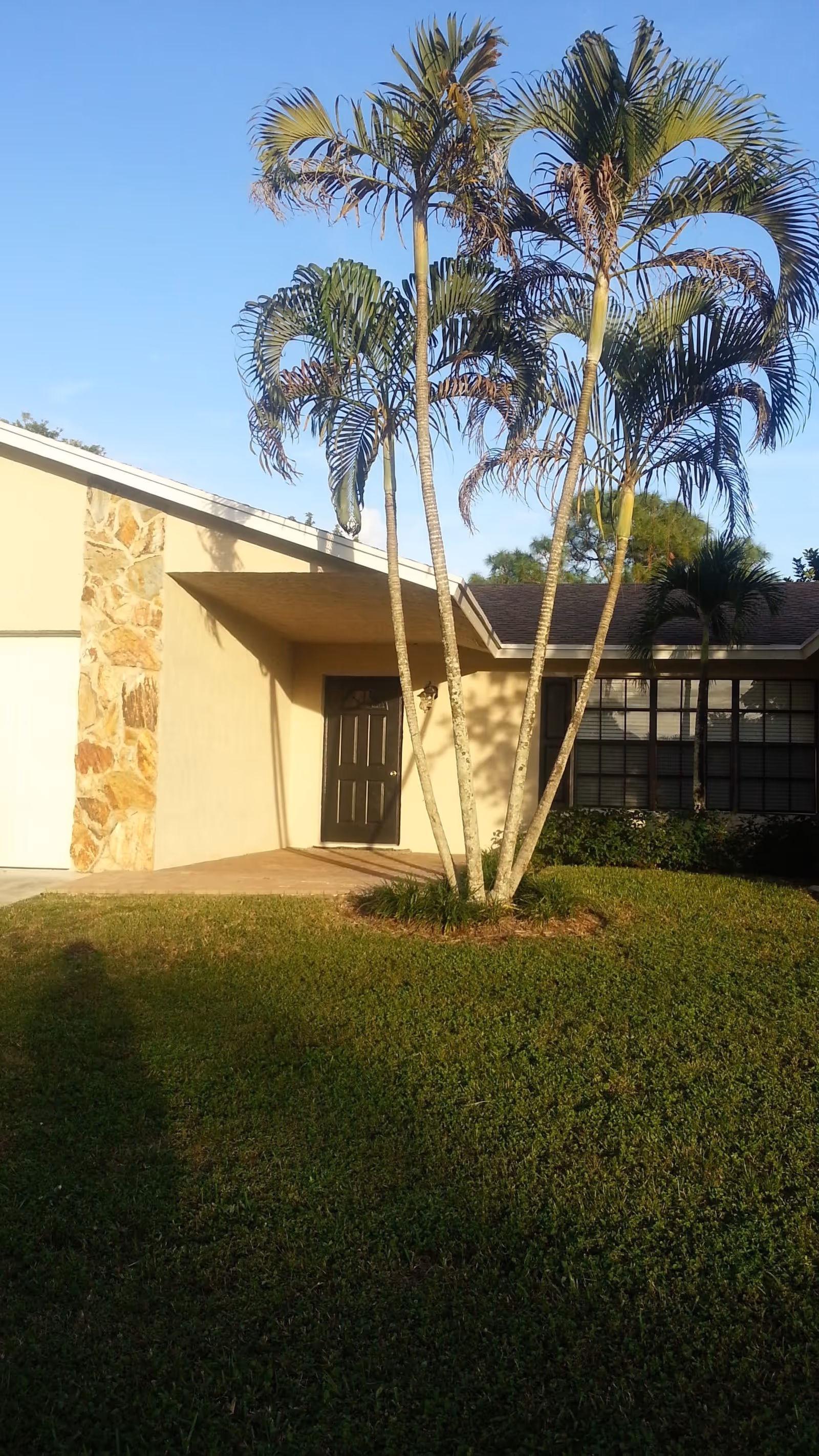 Front entrance of a single-story house with a lawn and tall palm trees in front.