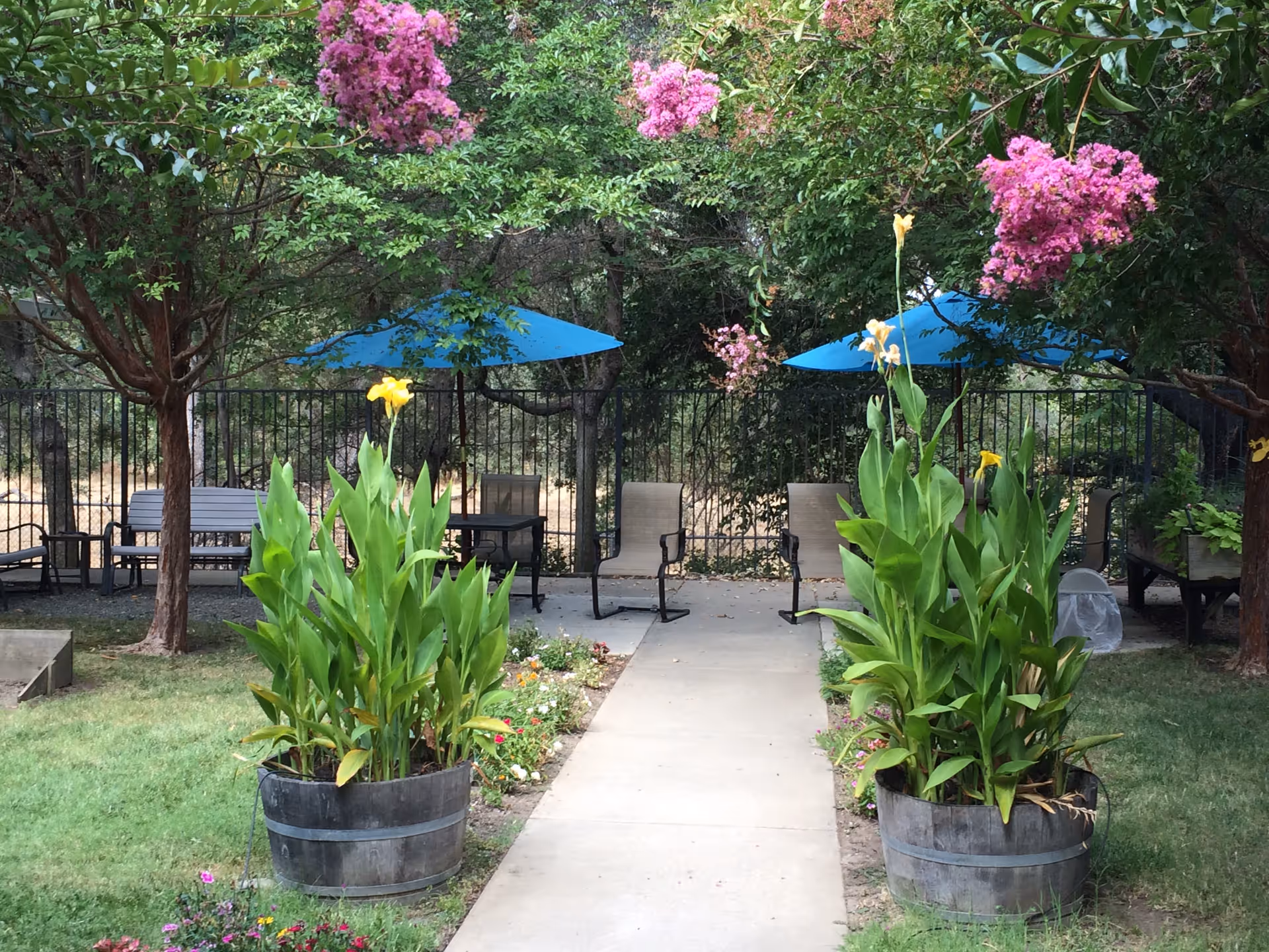 Outdoor garden area with a concrete pathway flanked by two large wooden planters containing tall green plants with yellow flowers. There are trees with pink blossoms on either side, and in the background, several chairs and tables with blue umbrellas are visible, all enclosed by a black metal fence.