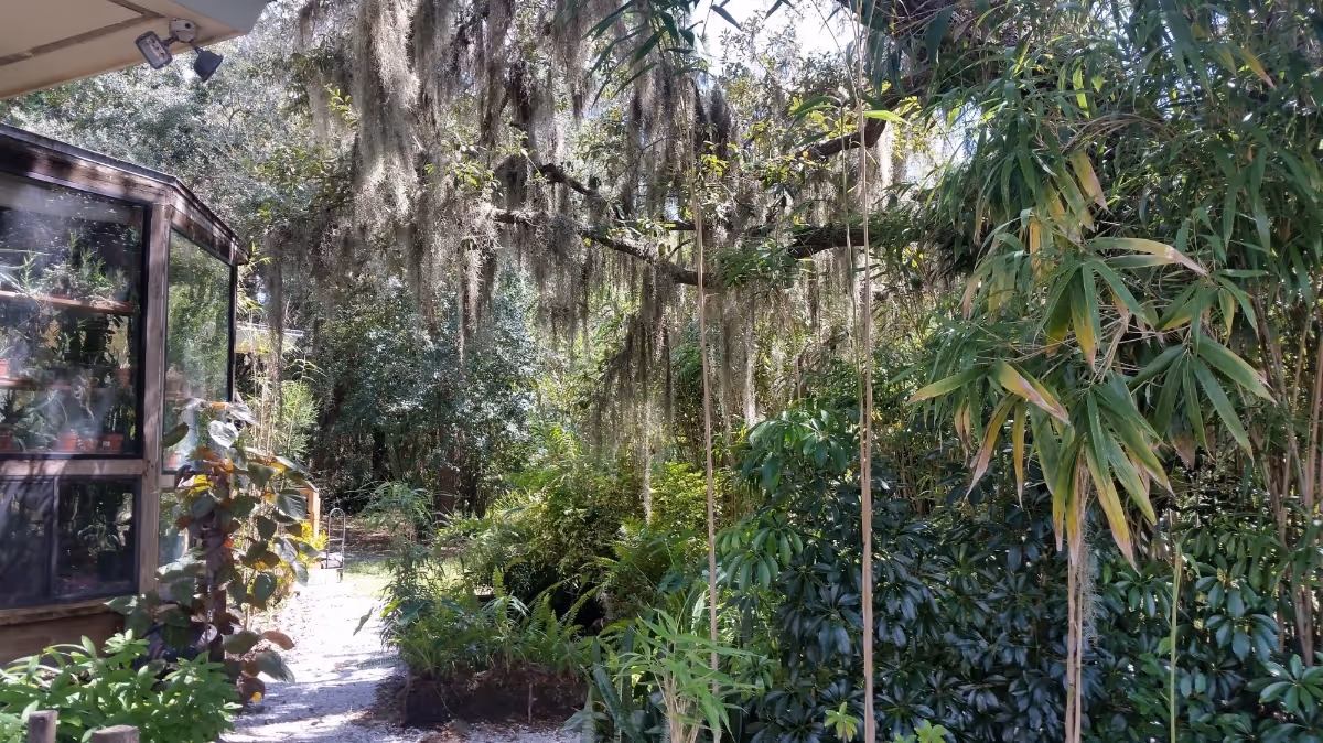A lush outdoor garden area with various green plants and trees, including hanging Spanish moss. There is a pathway leading through the garden and a glass-enclosed structure on the left side.
