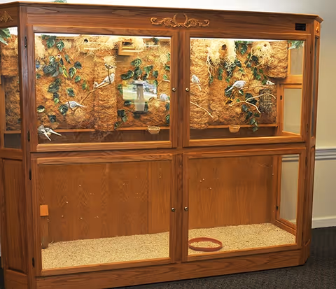 A large wooden bird enclosure with two sections, each containing small birds perched on branches and surrounded by naturalistic decorations like leaves and nesting materials. The bottom sections are empty with bedding and a small dish inside.