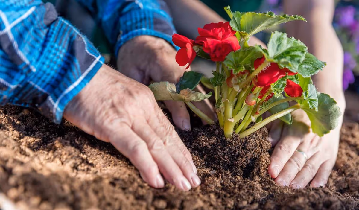 Close-up of two pairs of hands, one elderly and one younger, planting a red flowering plant in soil outdoors.
