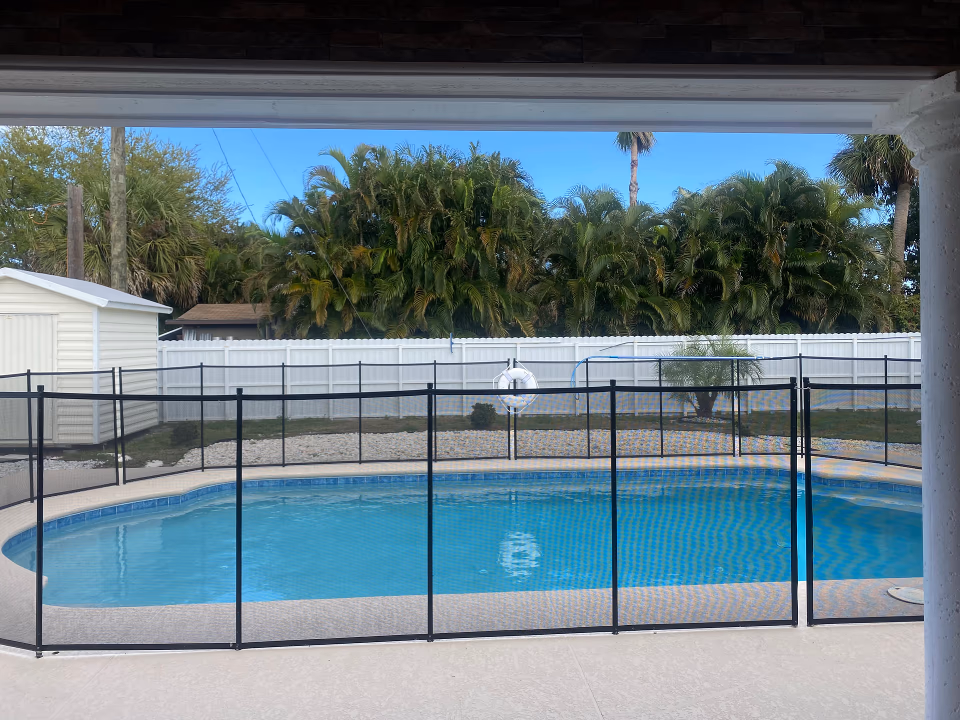 Backyard swimming pool surrounded by a black safety fence with palm trees, a white privacy fence, and a small shed in the background.